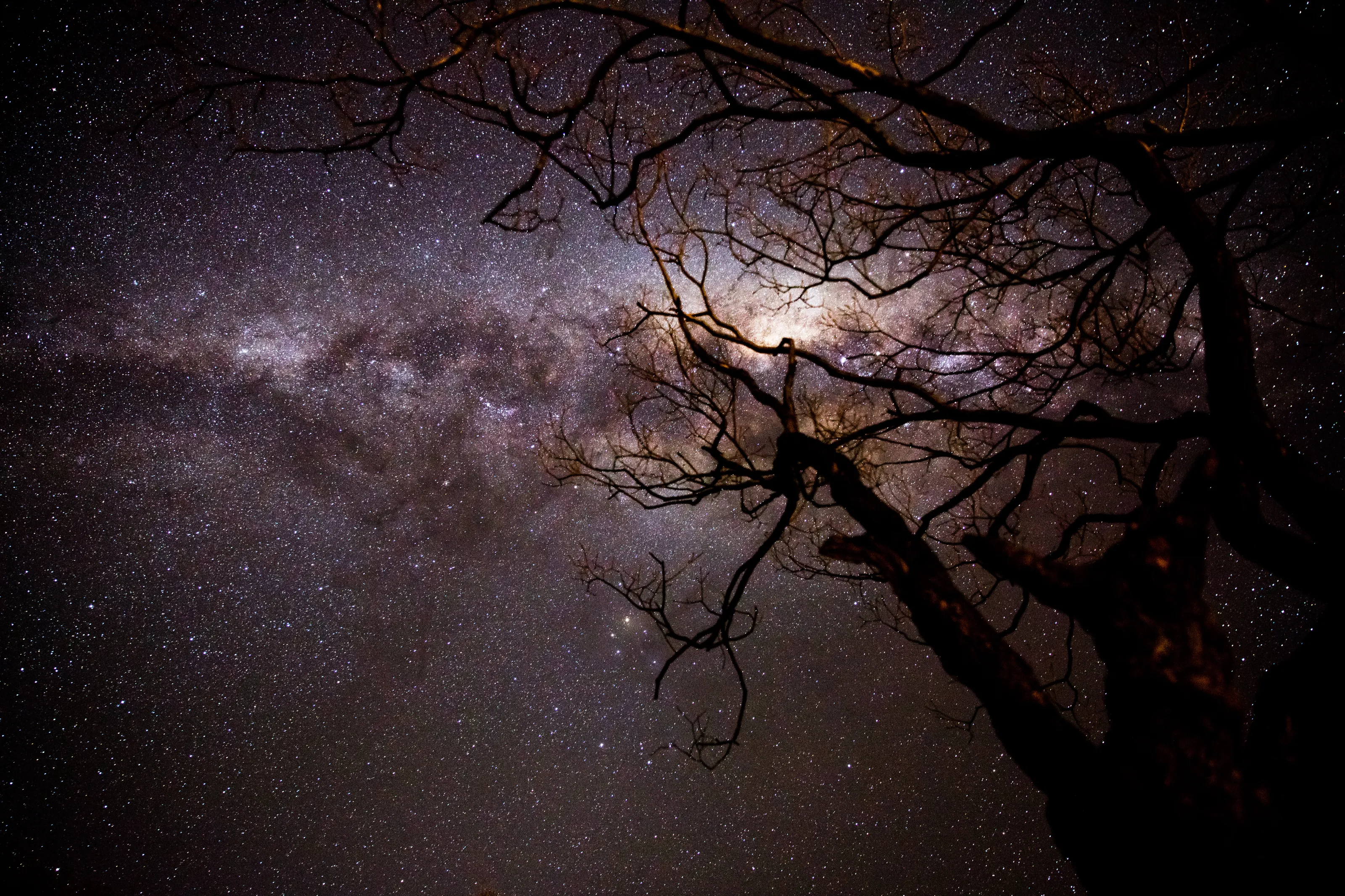 Wanaka Branches