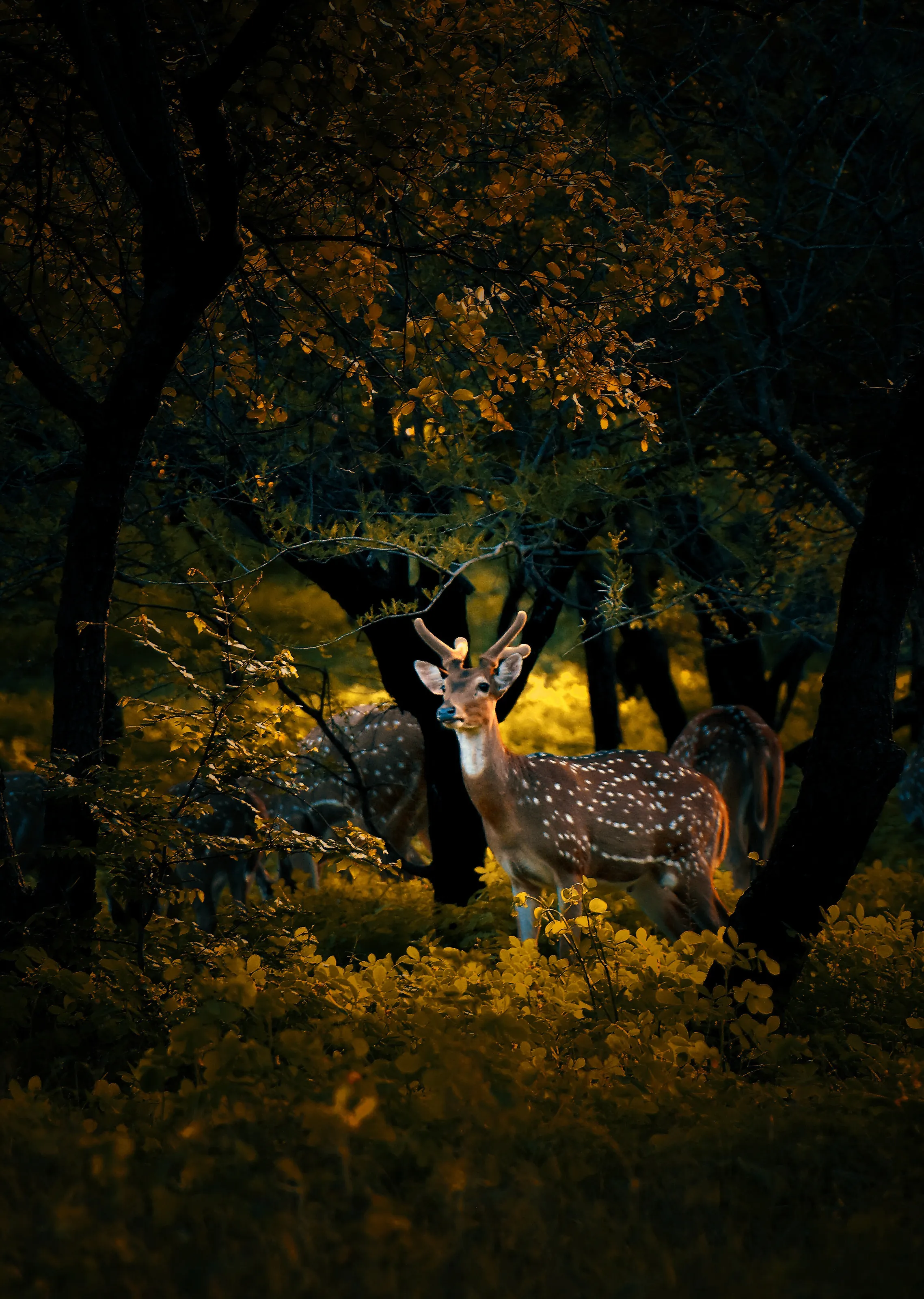 Chital