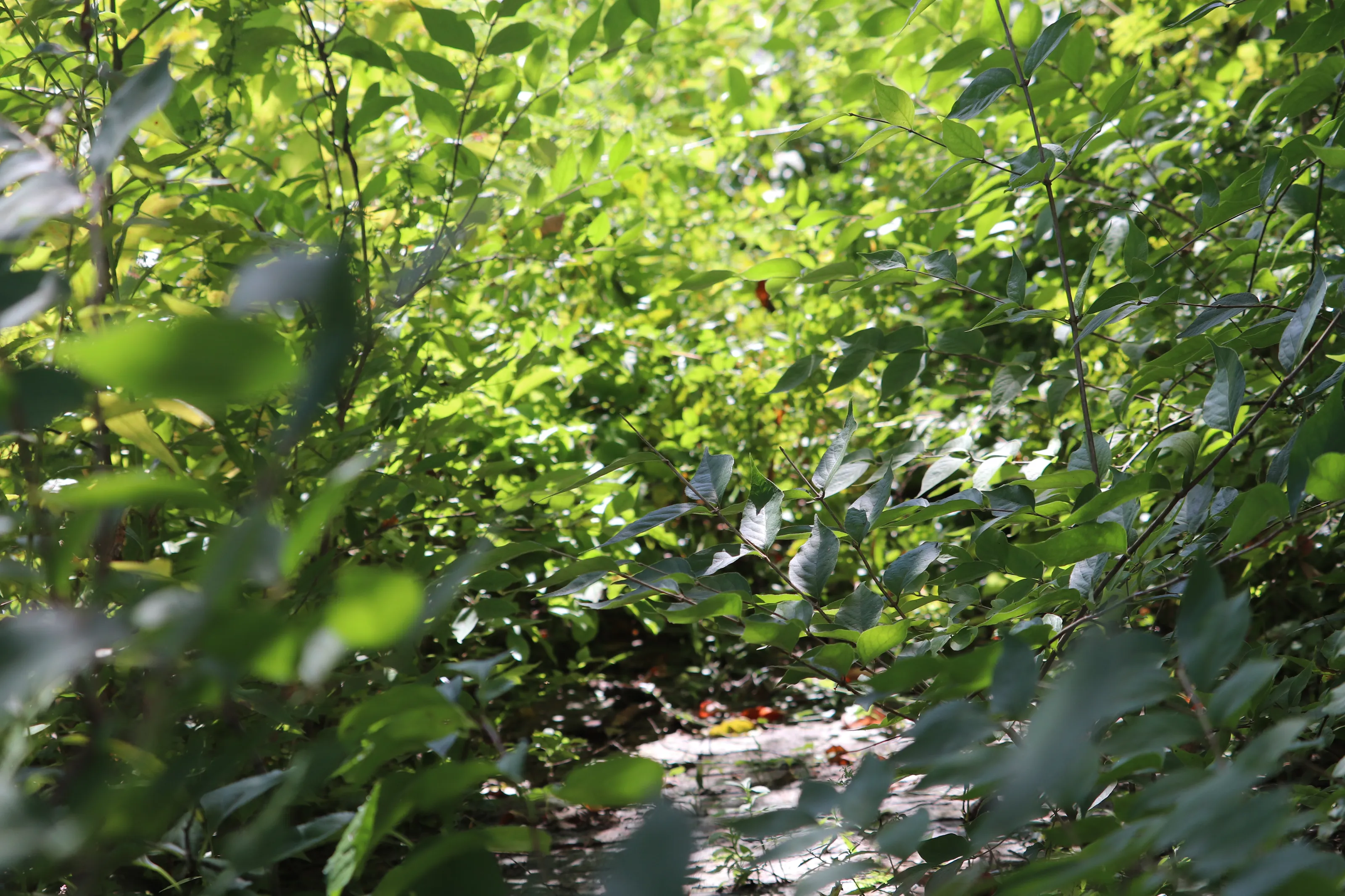 Hidden Paths