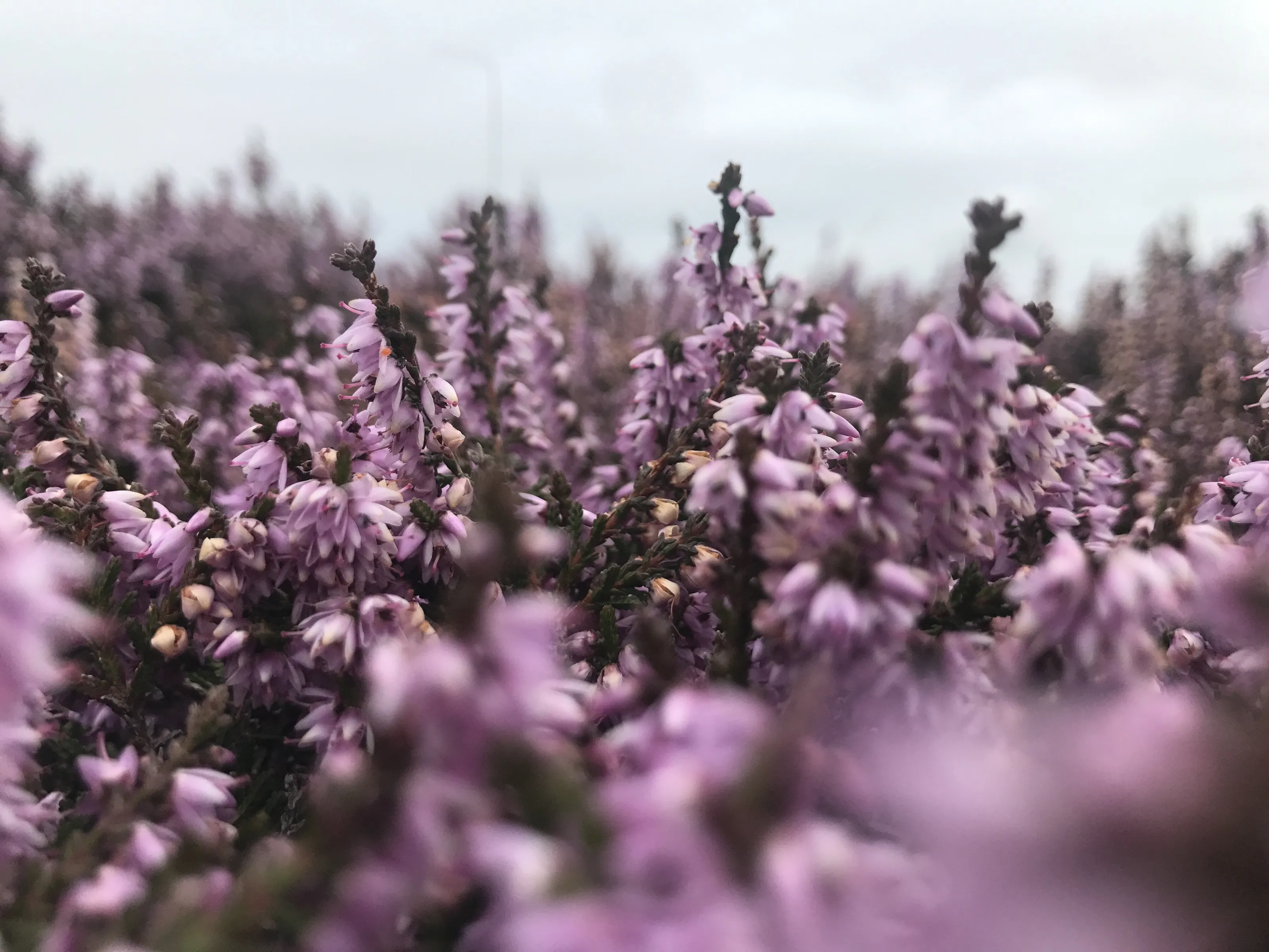 Heather