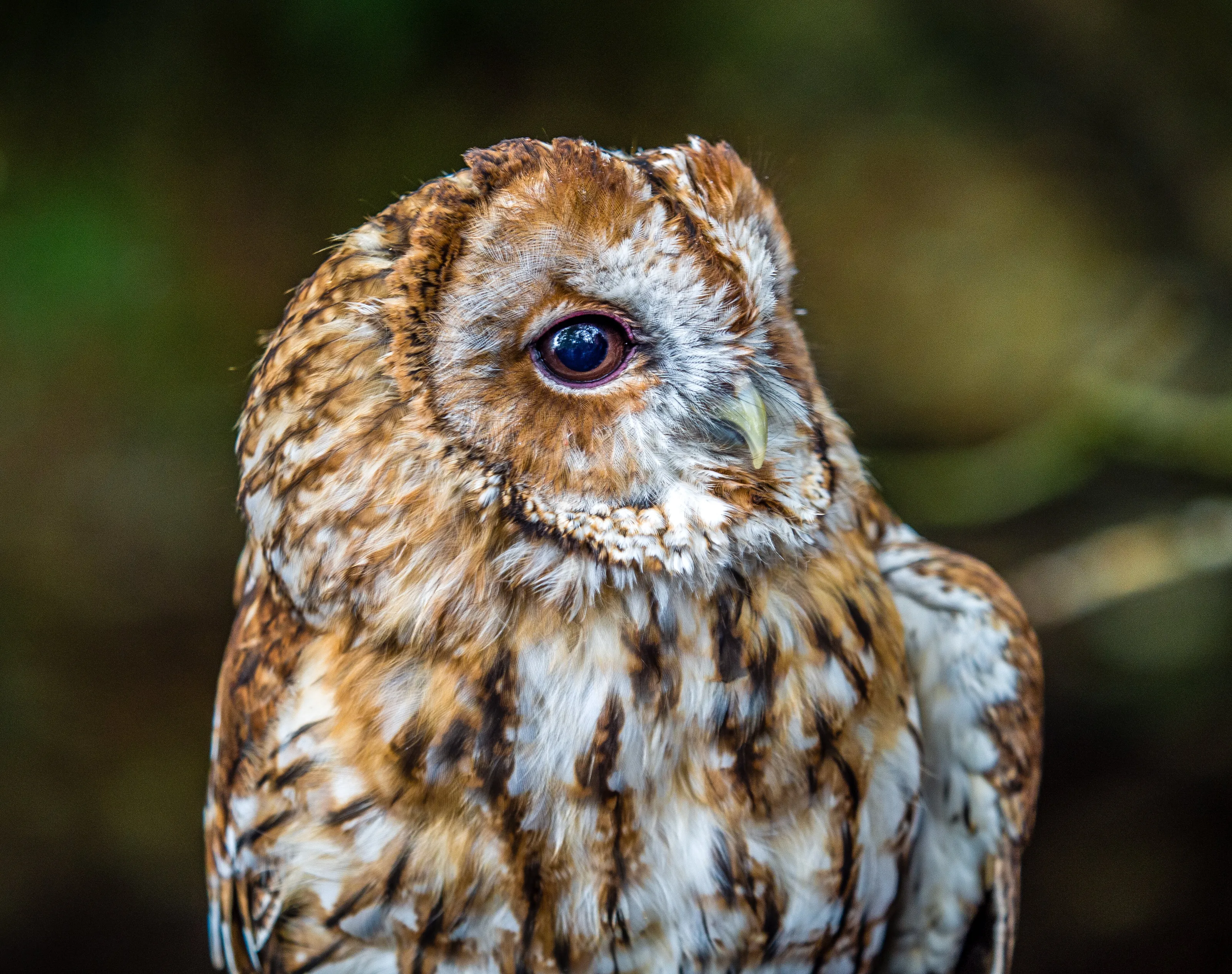 Young Tawny Owl
