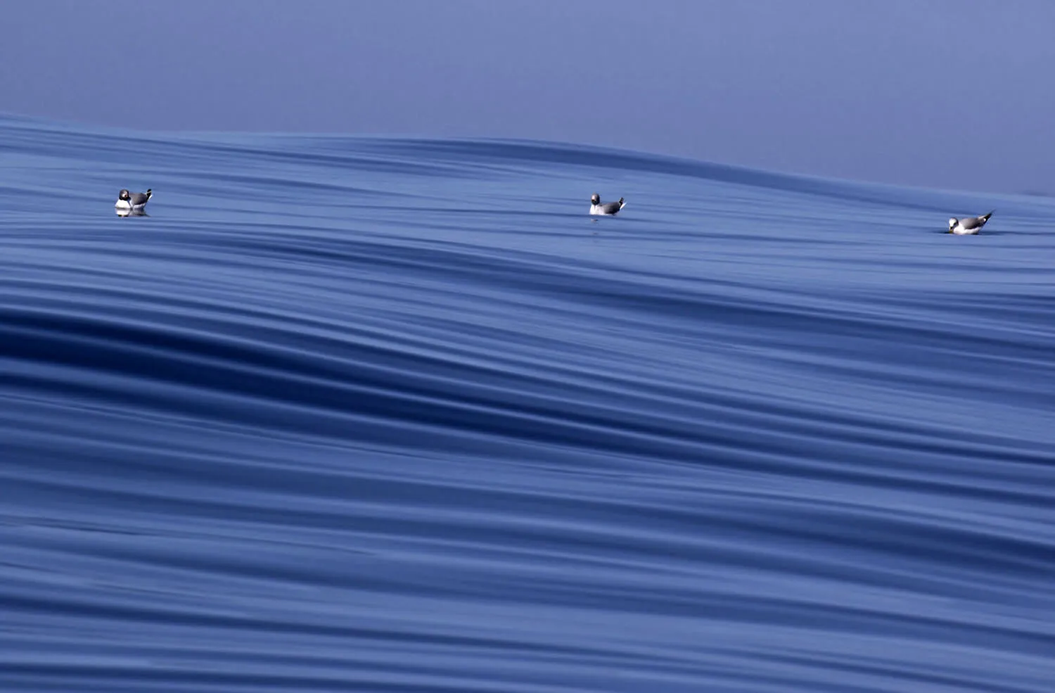 Serenity