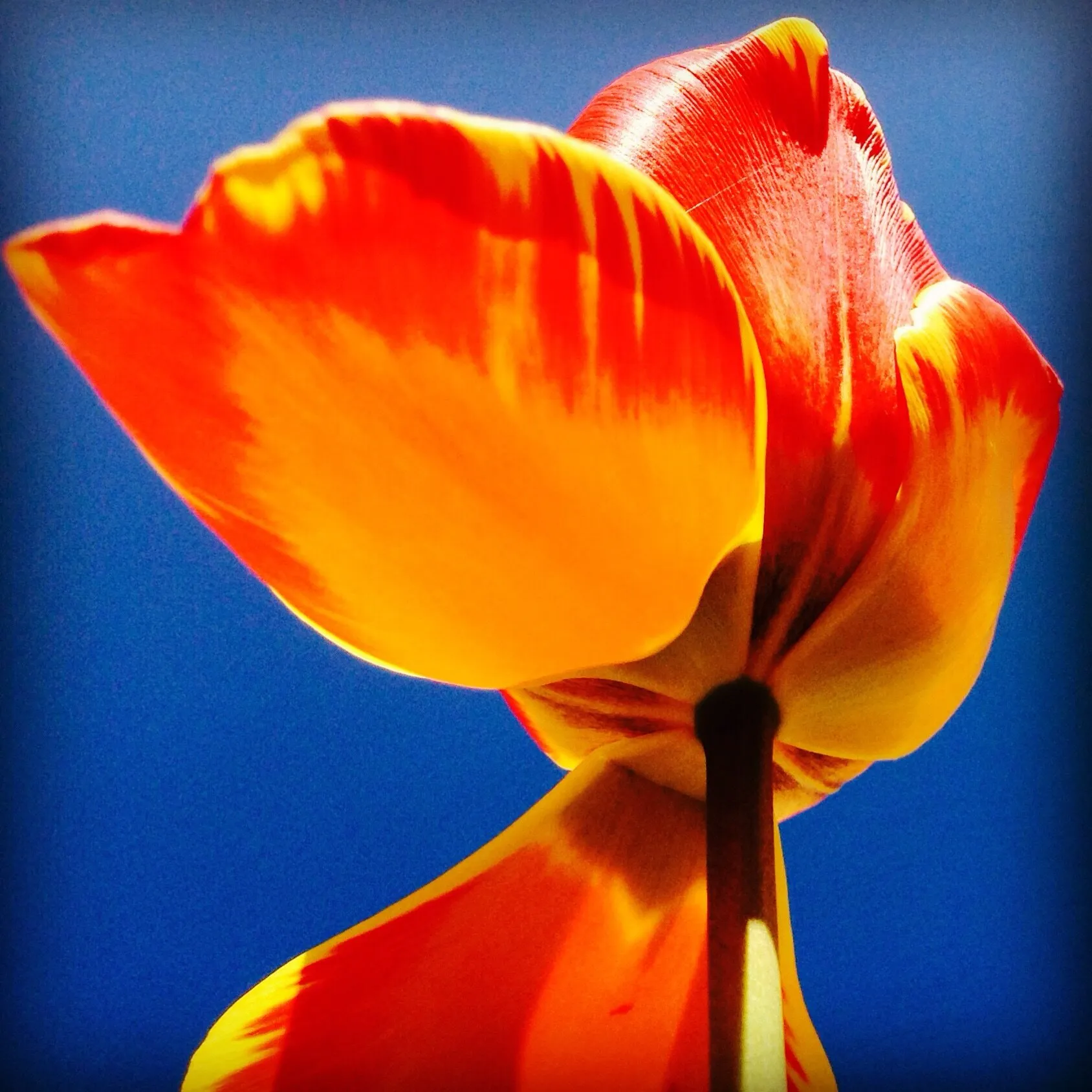 Tulip