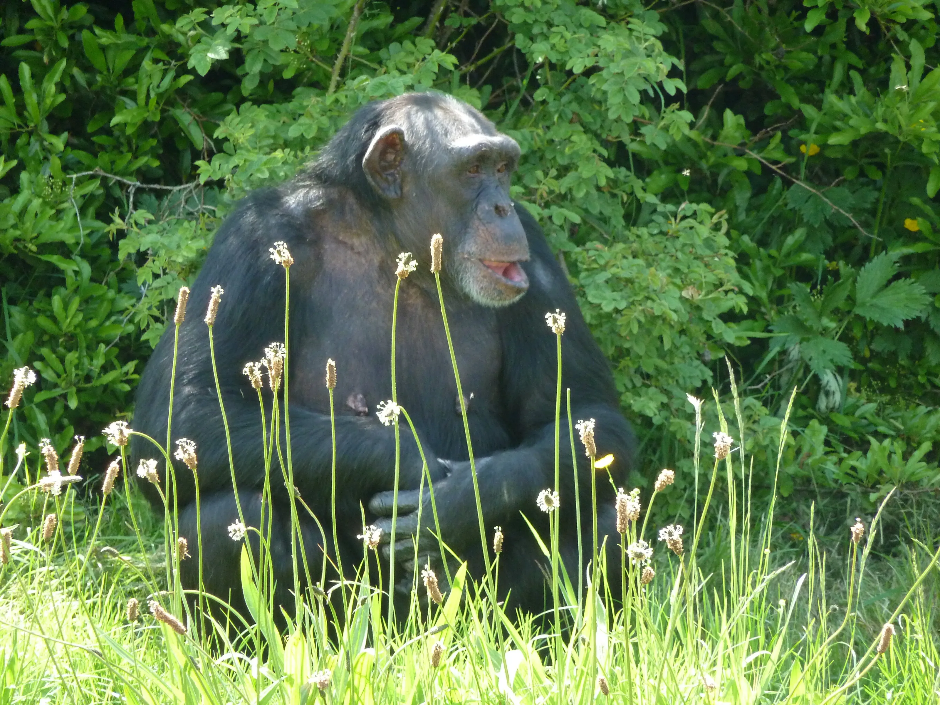 Quiet contemplation