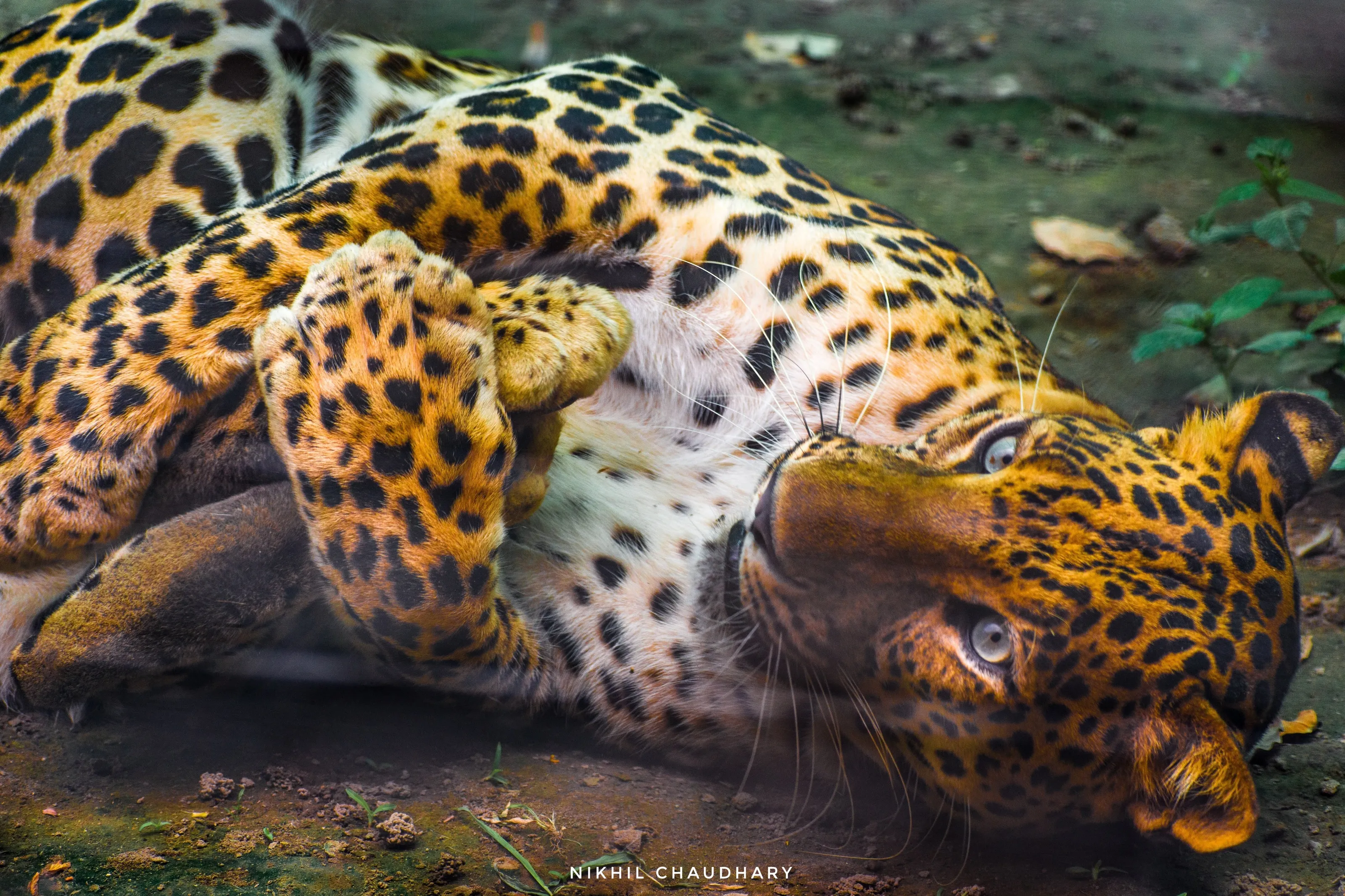 Leopard Eyes