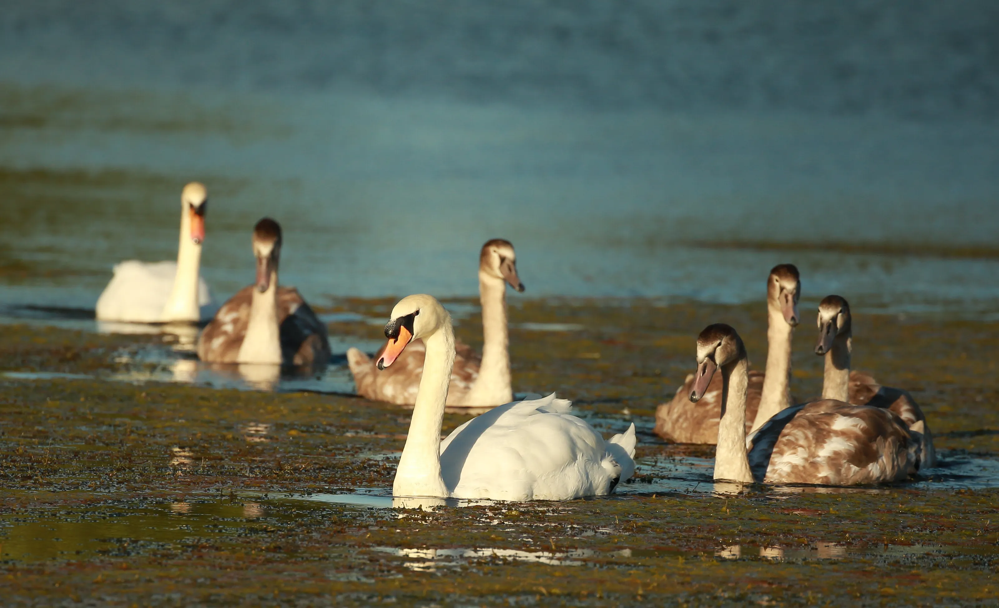 Family Outing