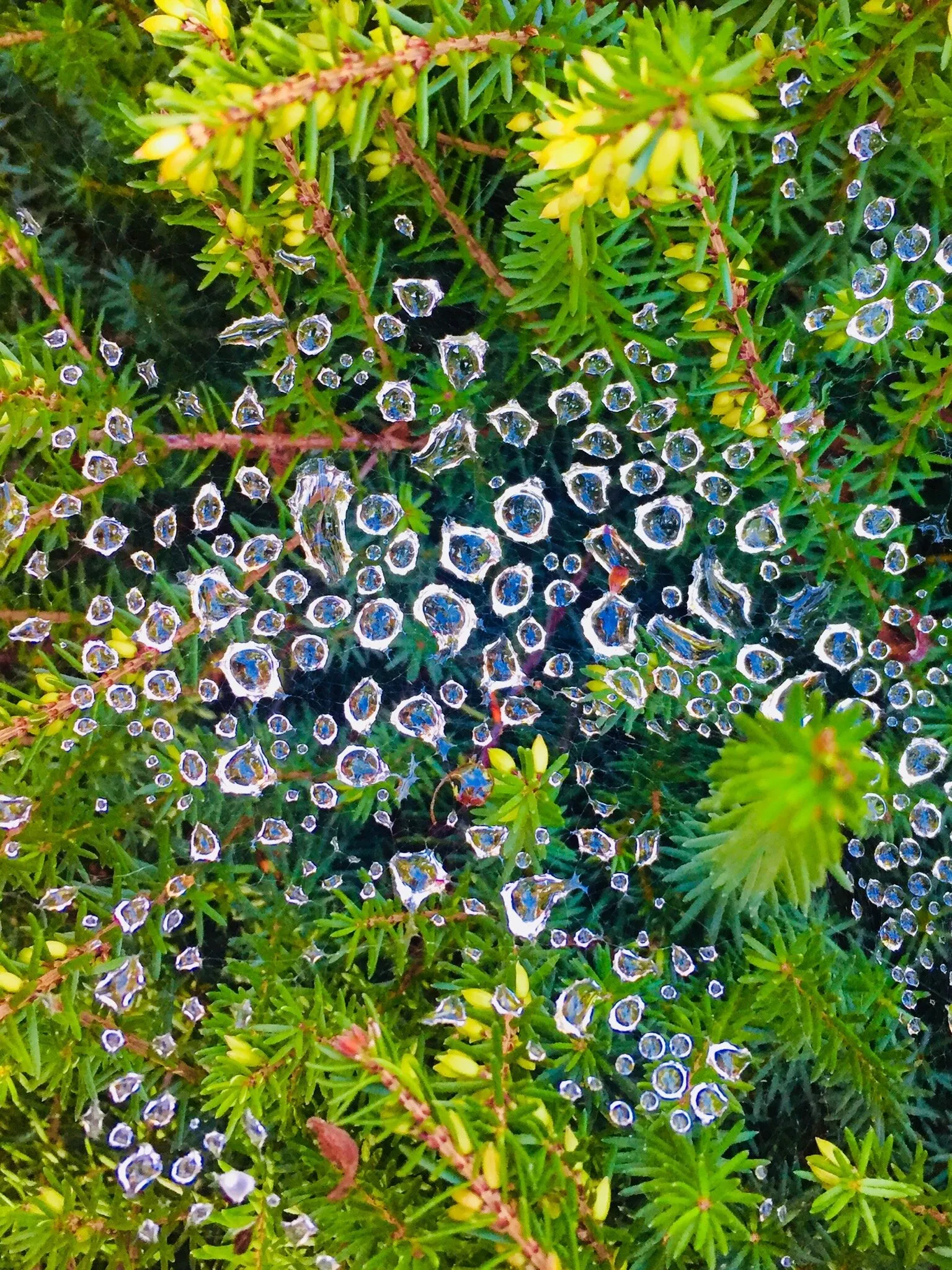 Raindrops on a Cobweb