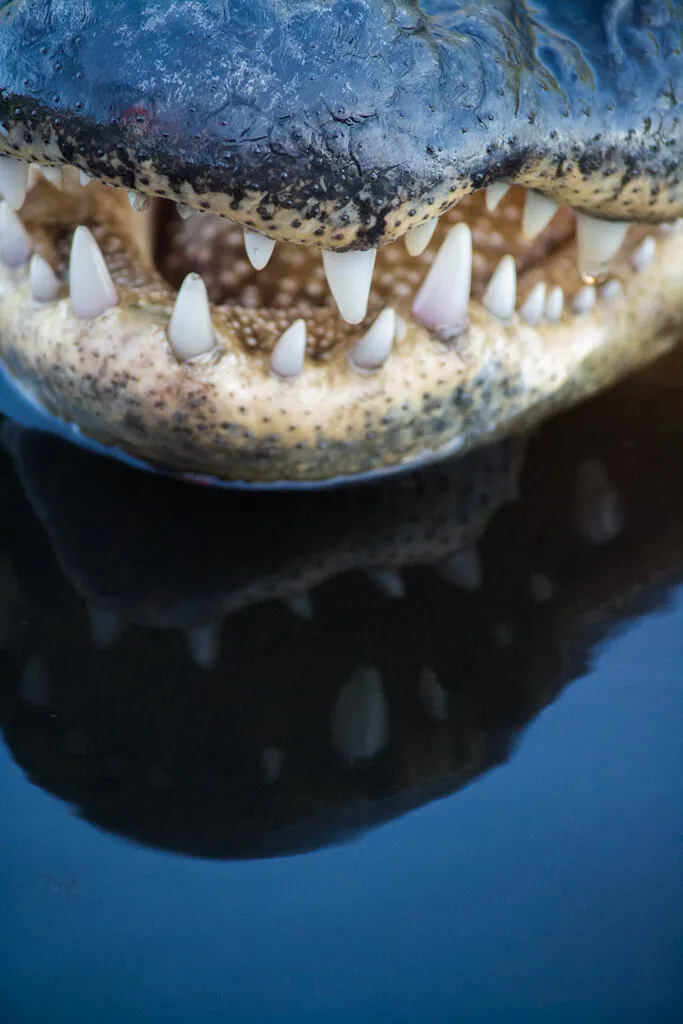 Aligator