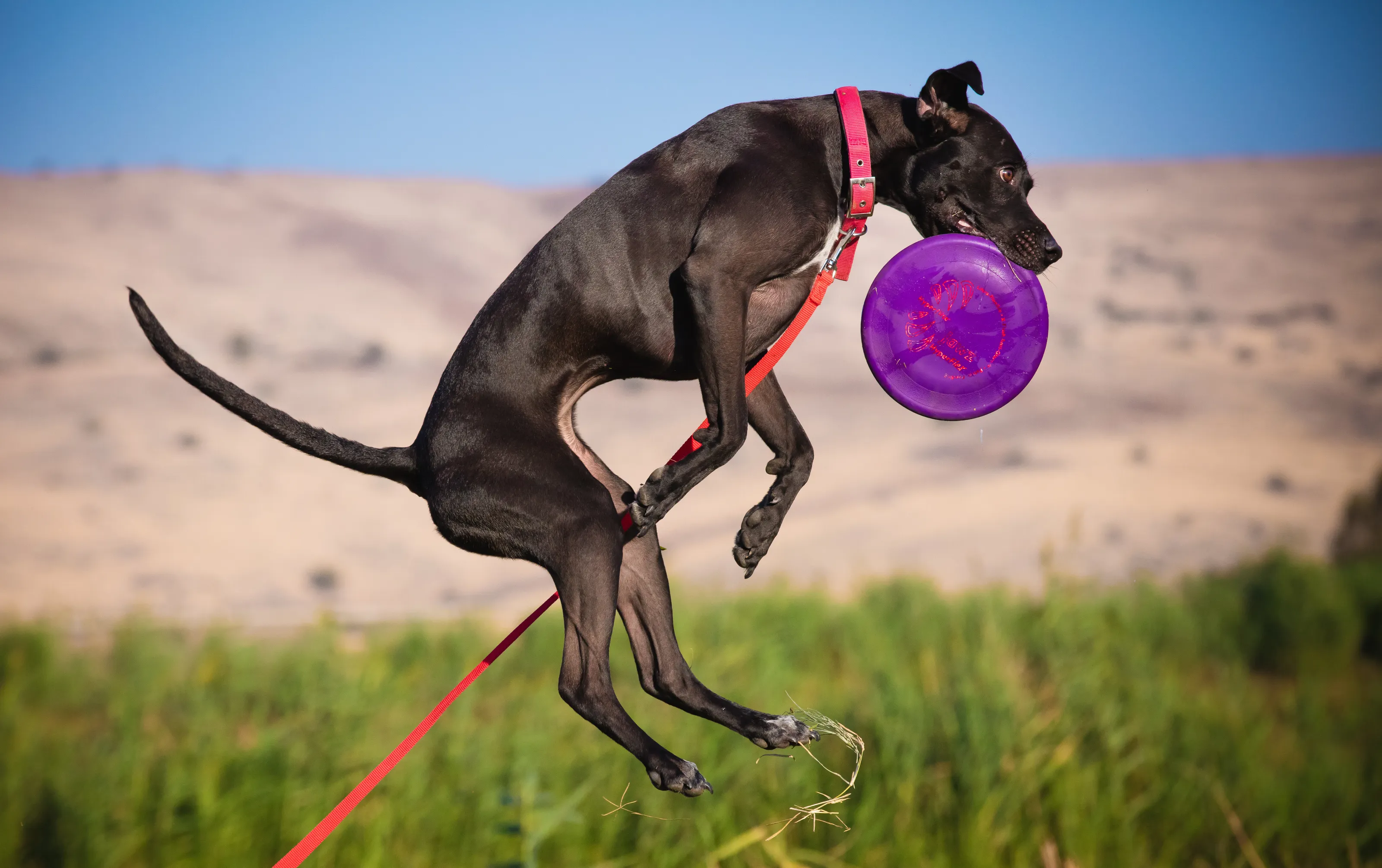 Jessie flying with the frisbee