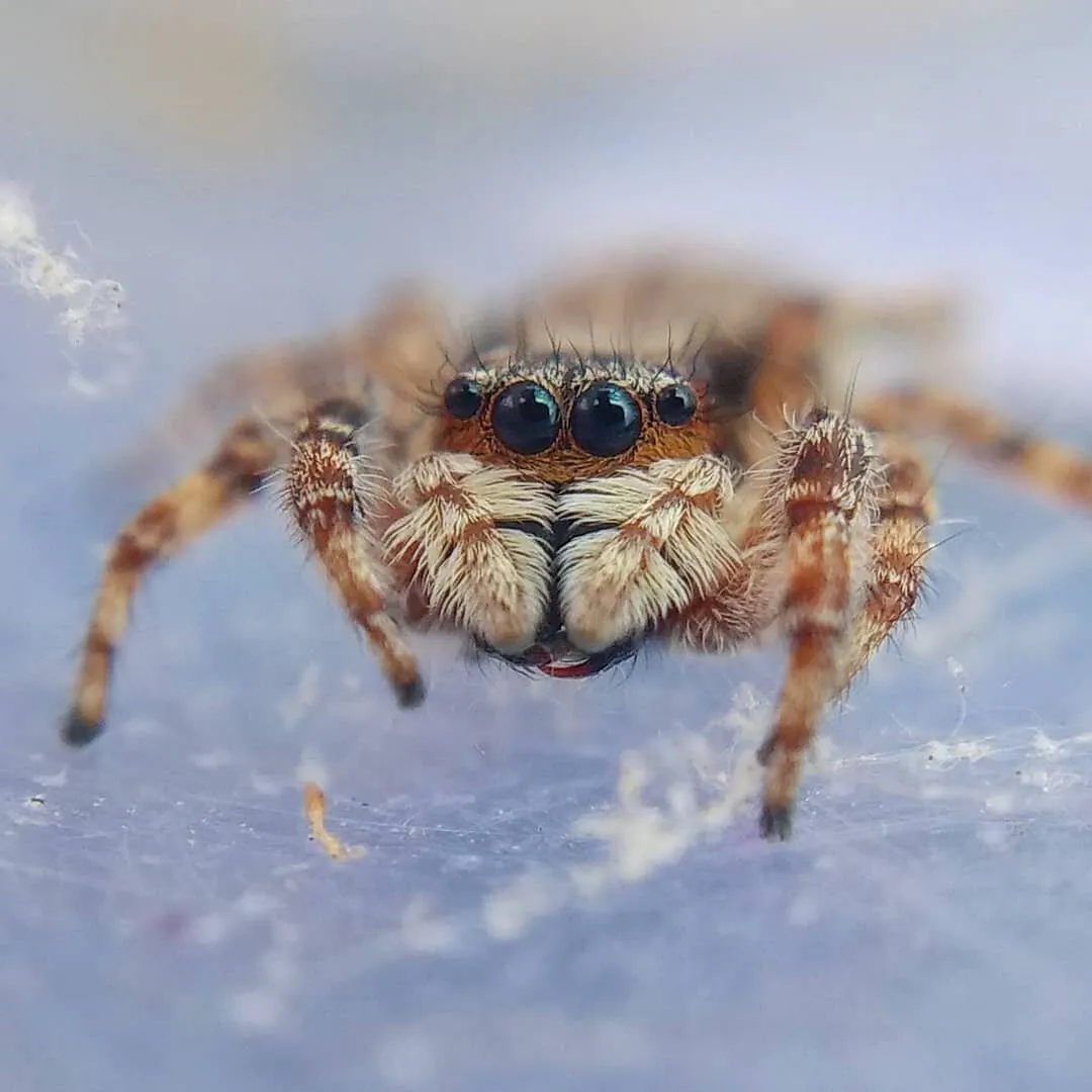 Menemerus bivittatus species