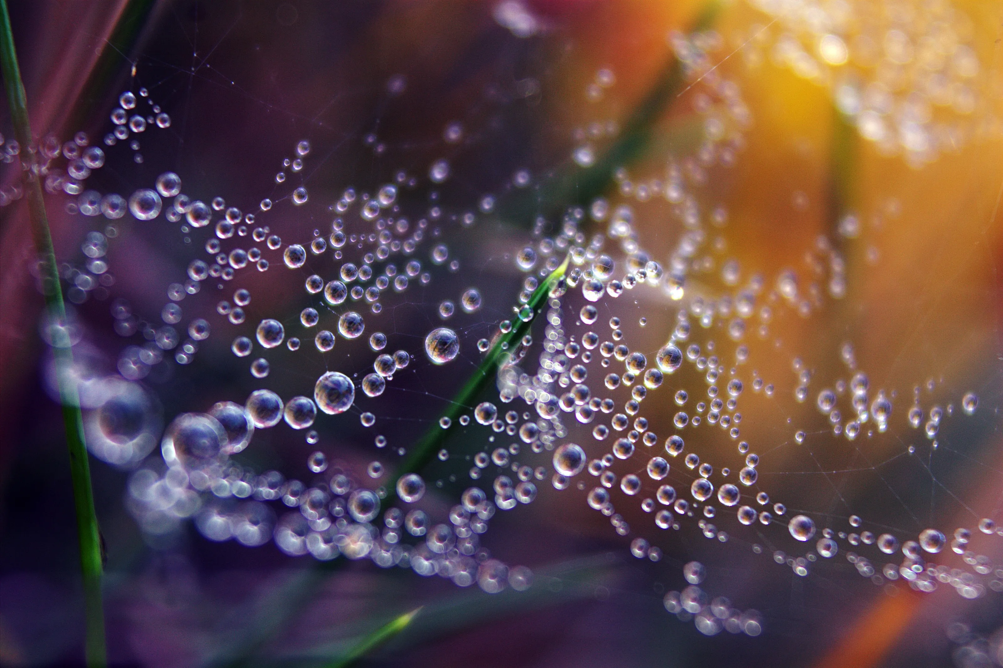 Drops.