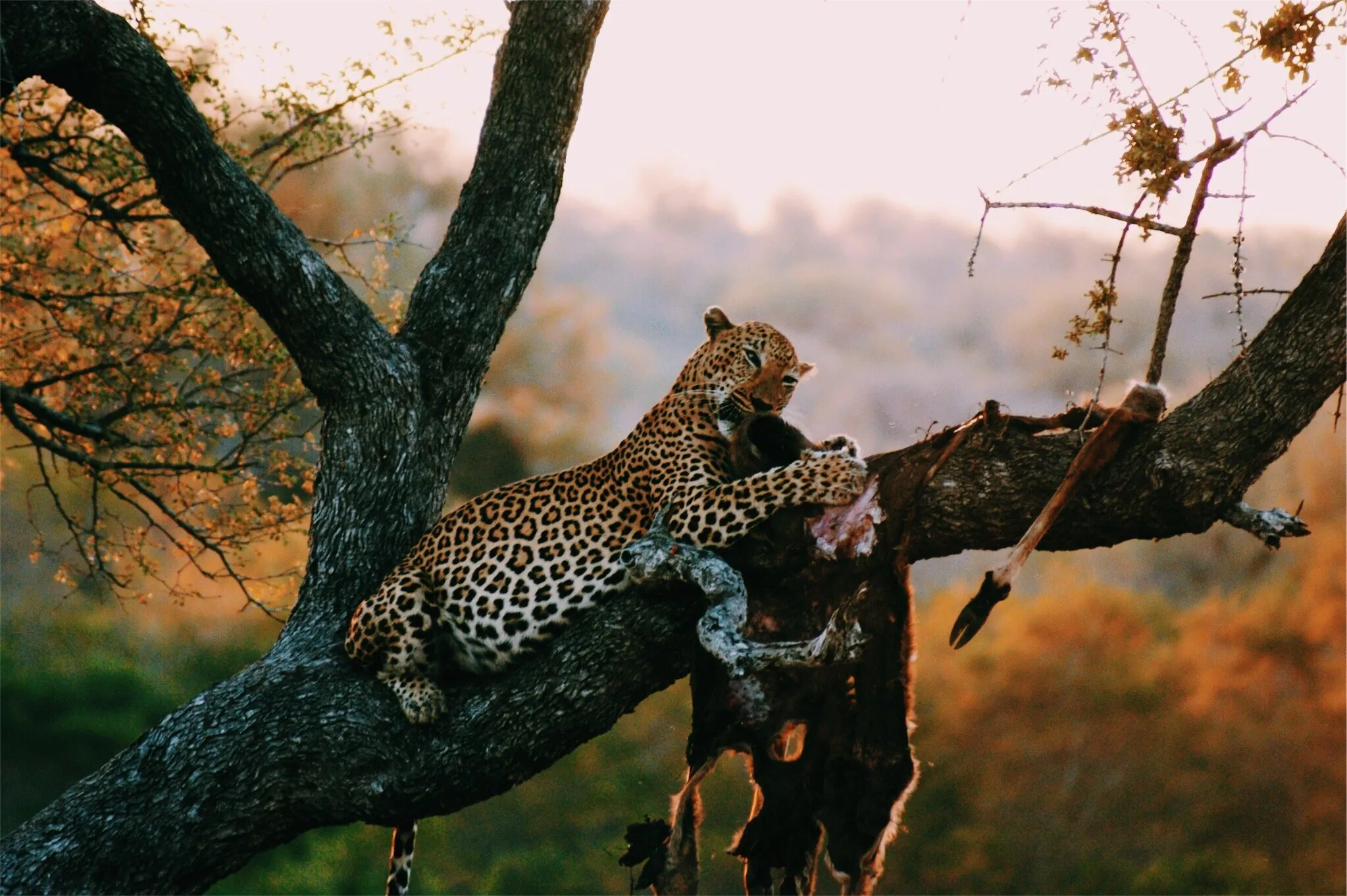 Leopard in Tree