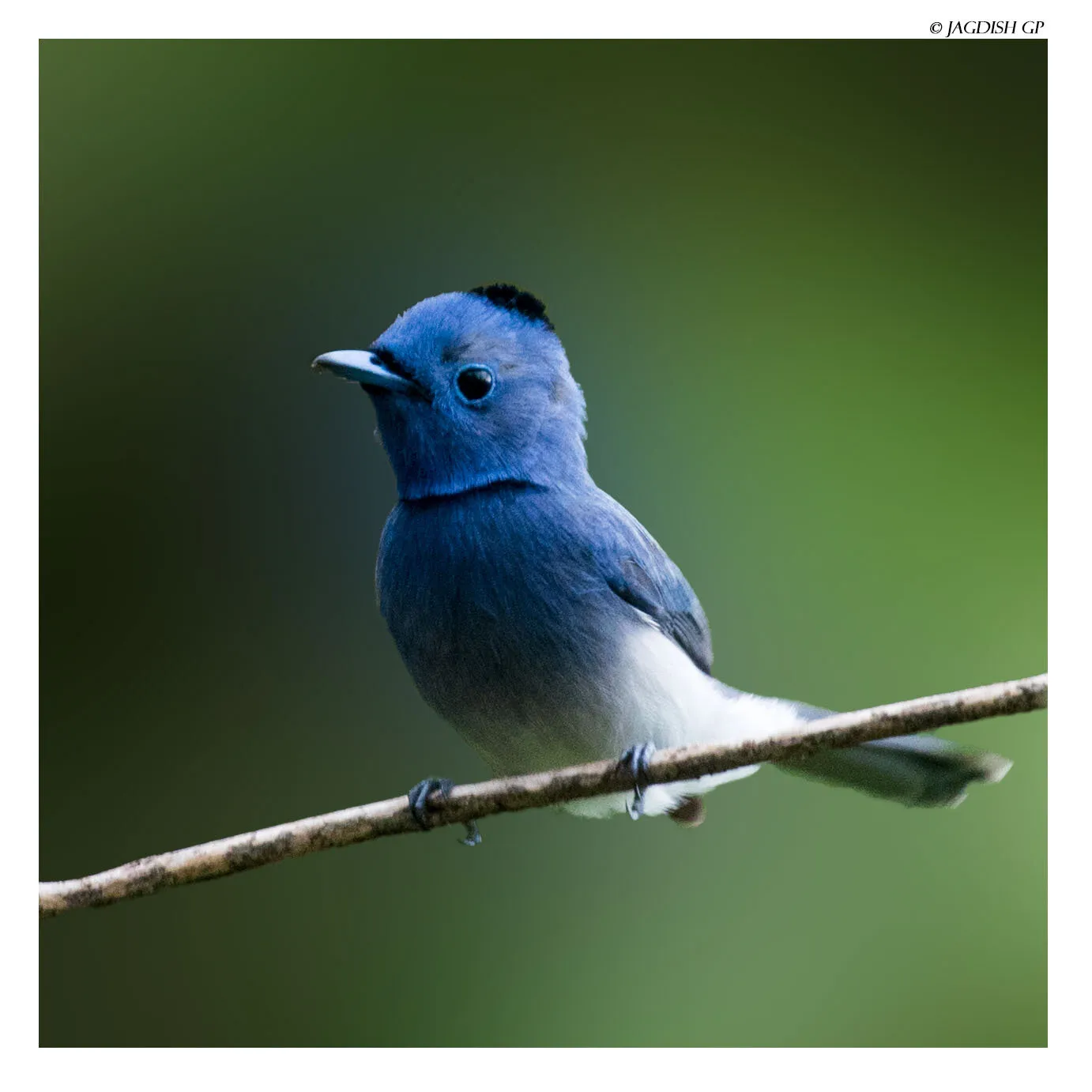 Black naped monarch