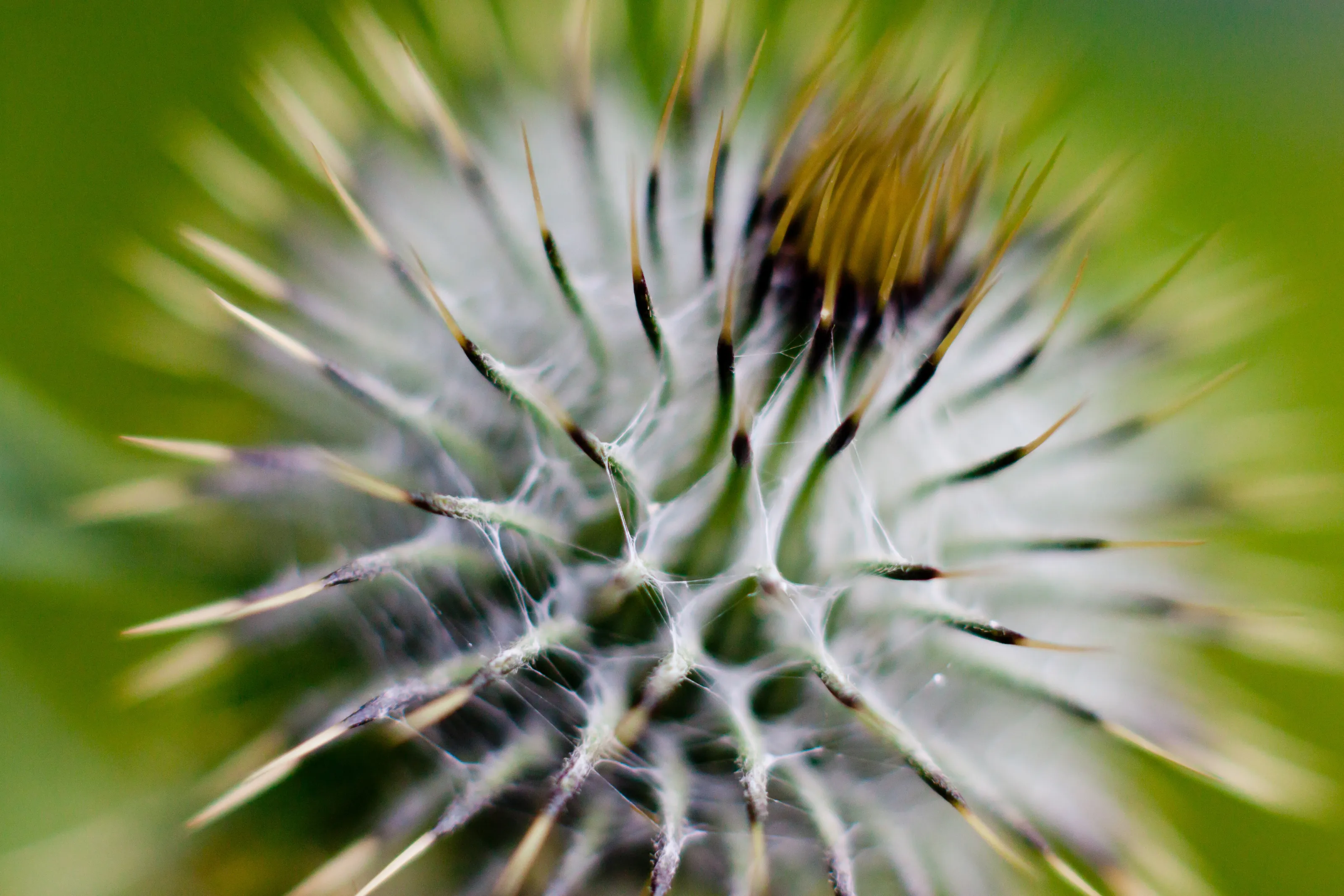 Thistle