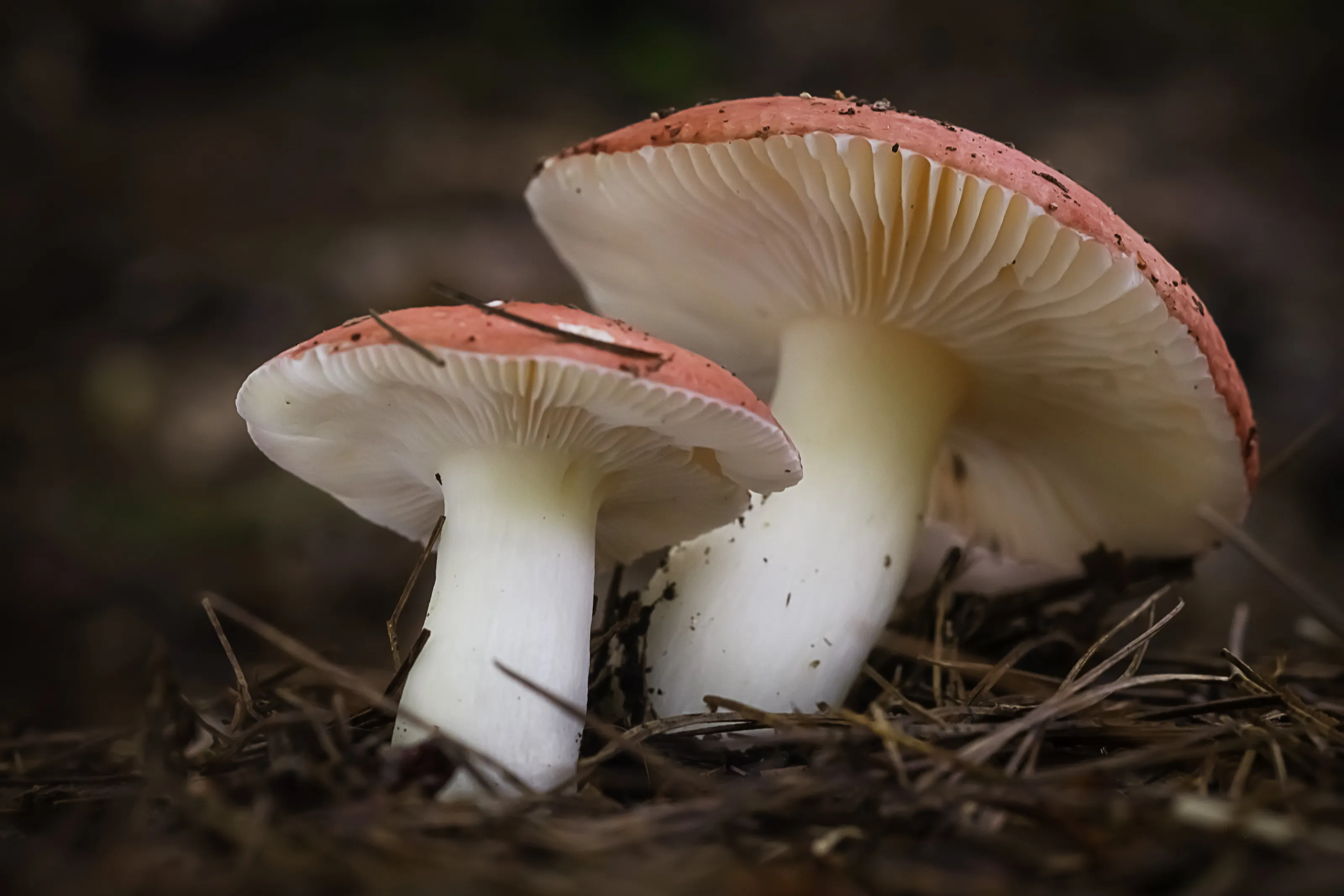 Mushrooms