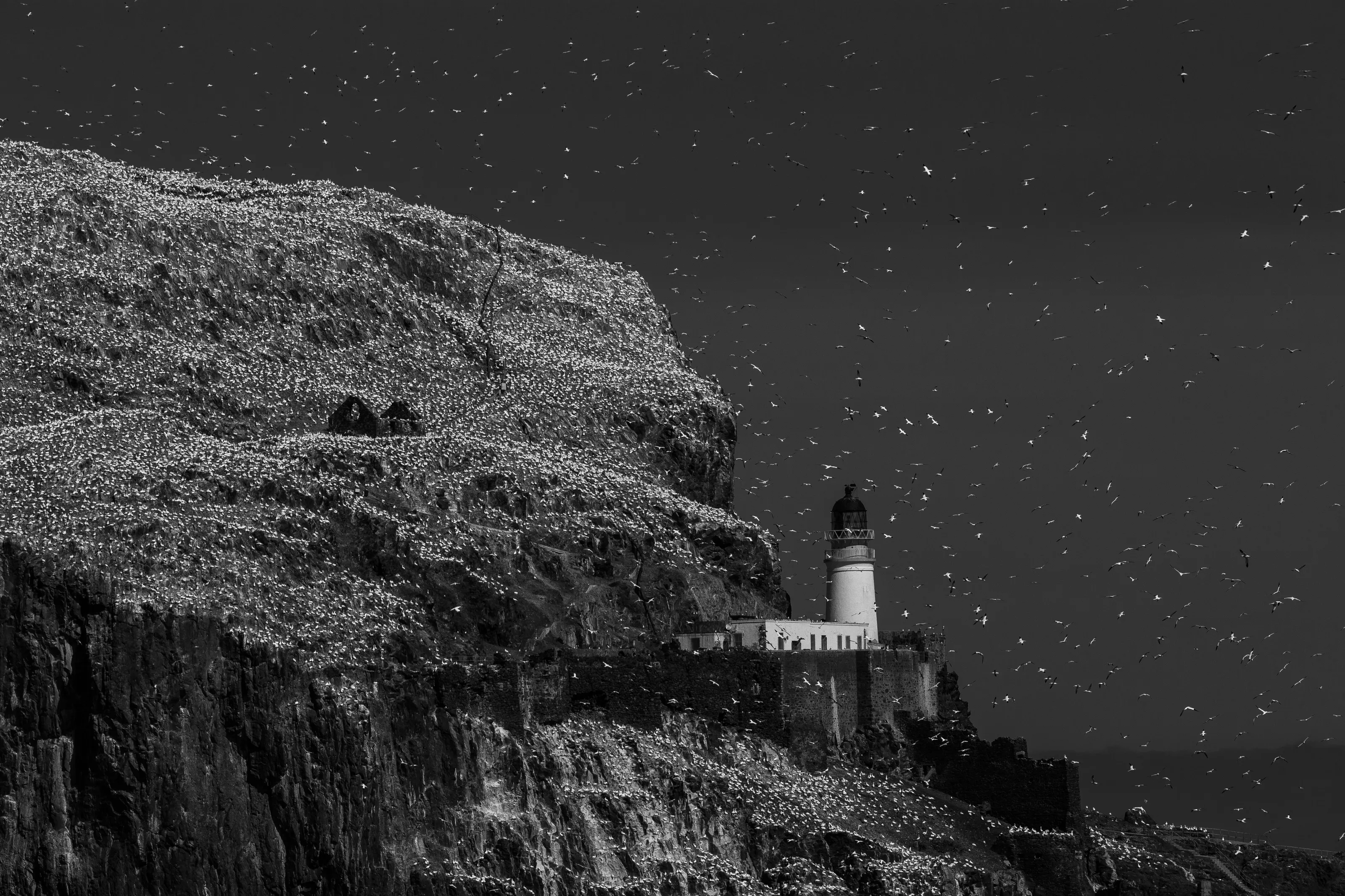 Northern Gannet colony, Bass Rock Scotland