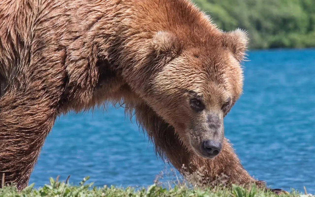 Kamchatka Brown bear