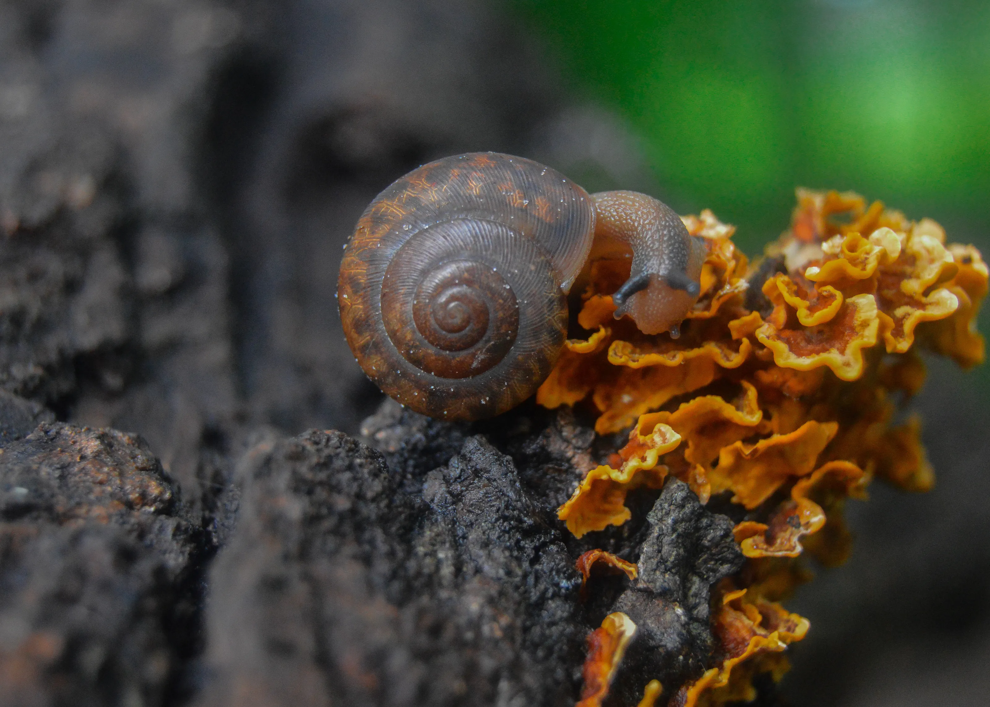 Snail I