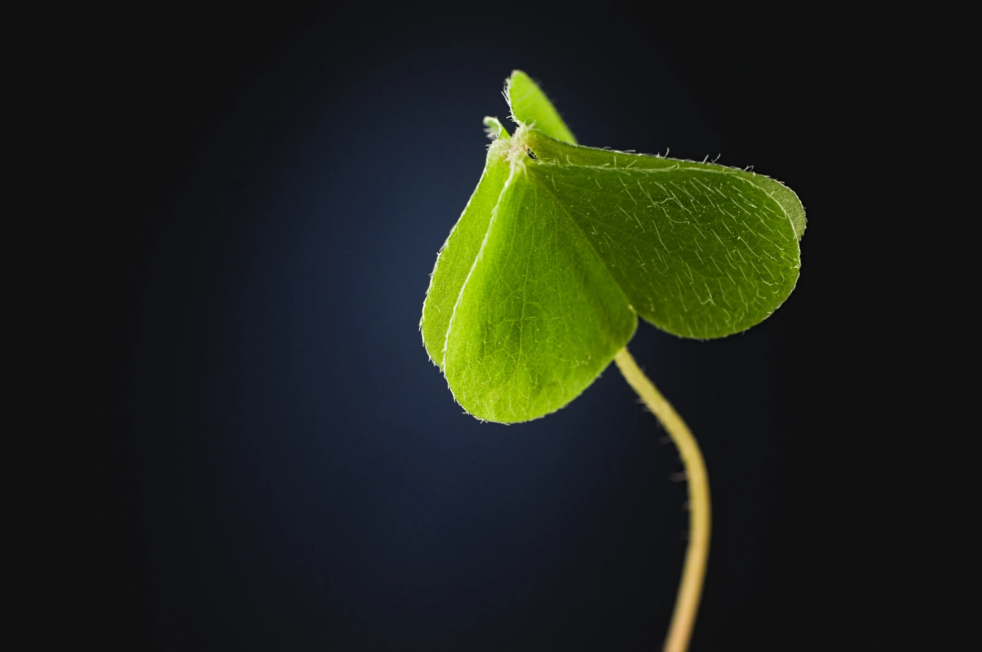 Closed heart three leaf clover pointing upwards against dark background