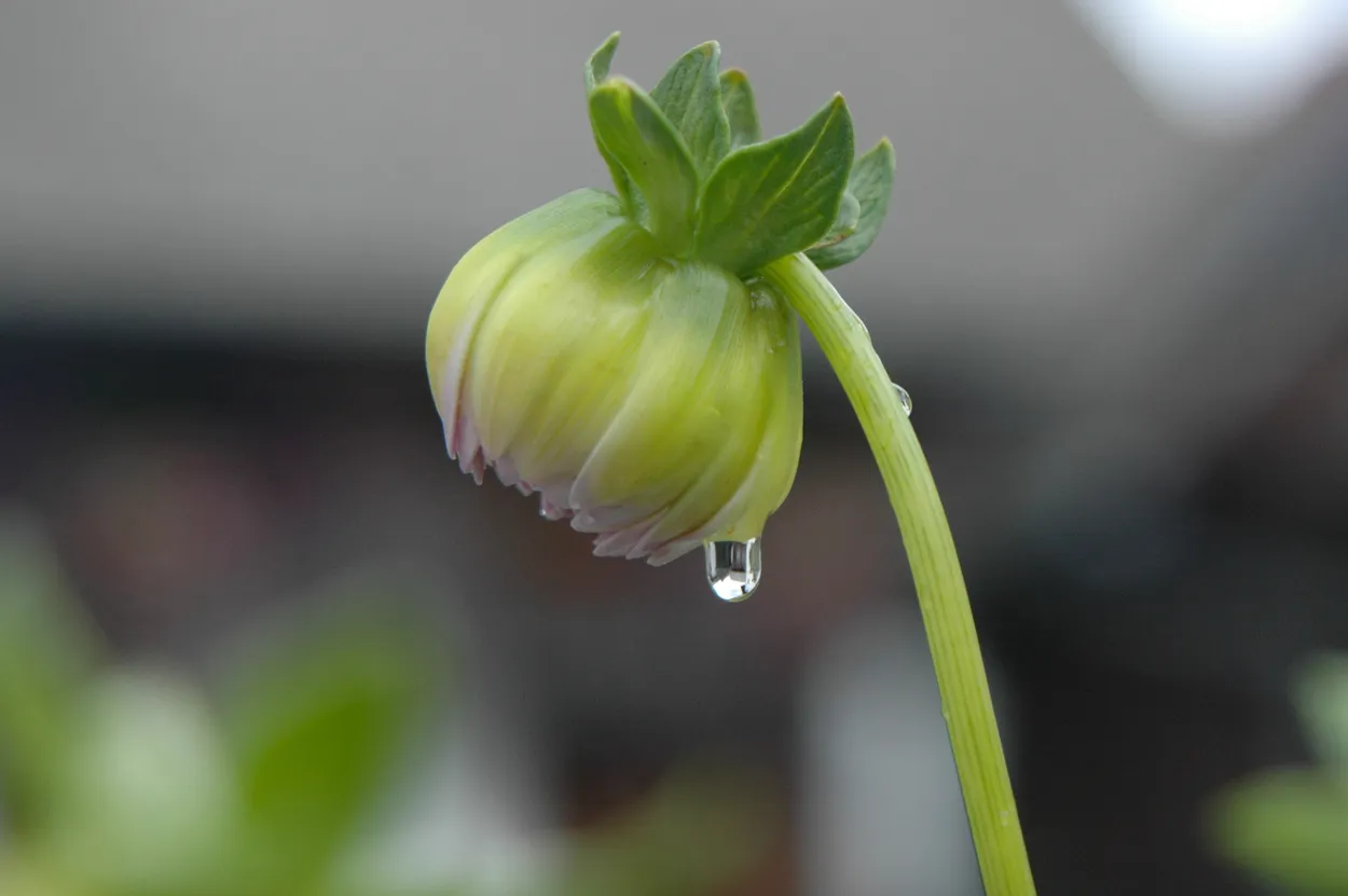 Entry 2891692