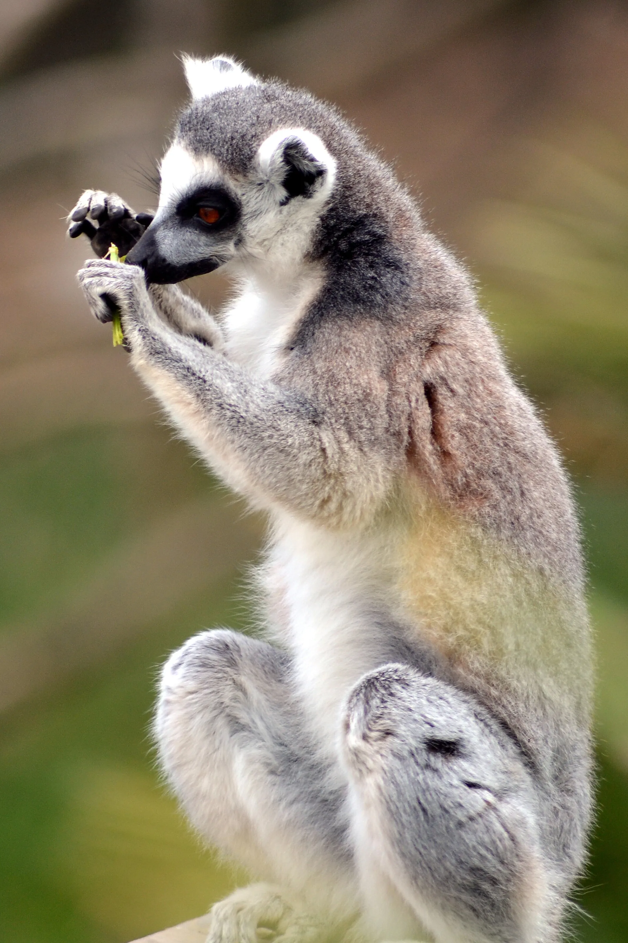 Nosey Lemur At The Zoo