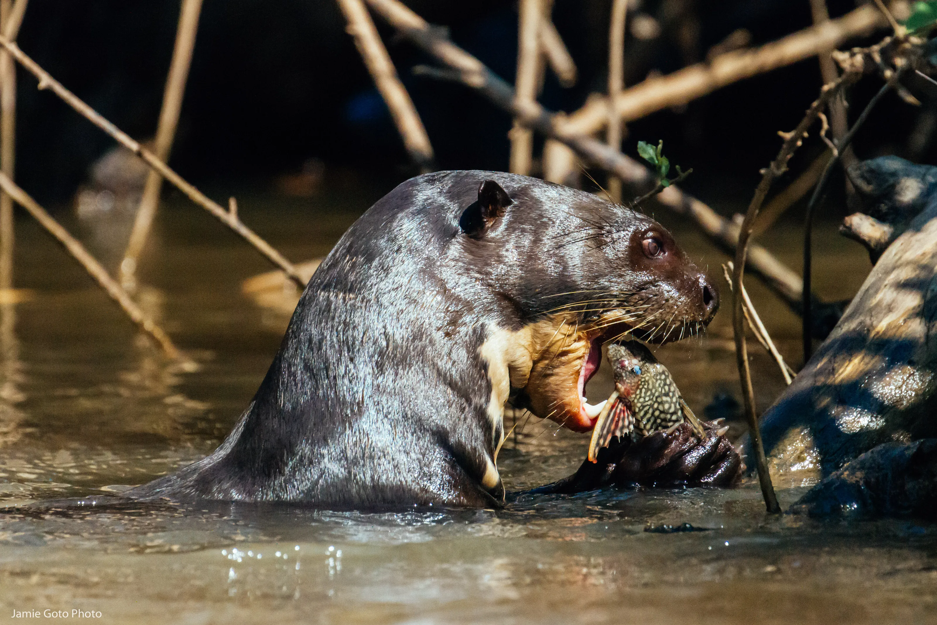 River Otter eating