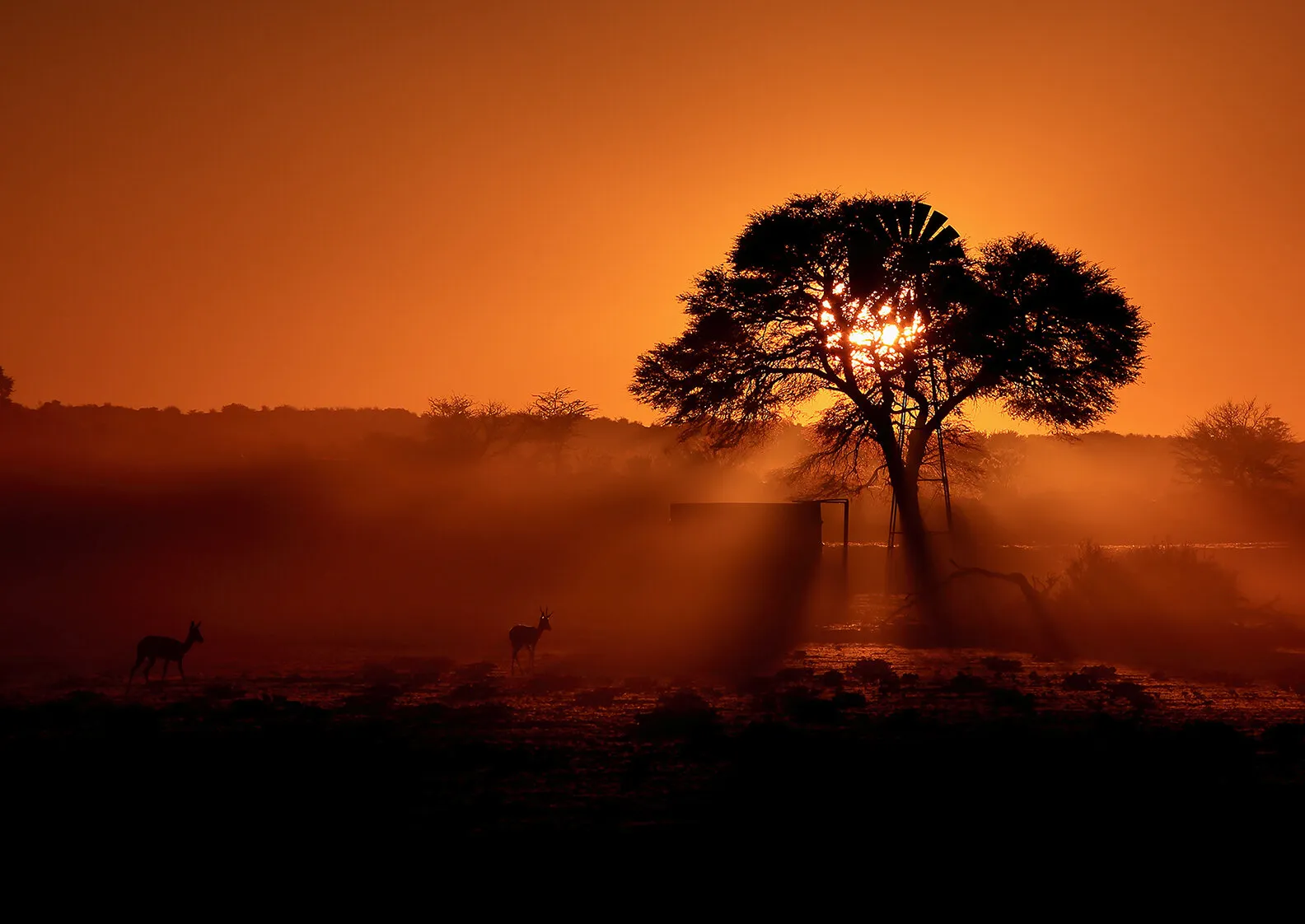 Sunrise in Kgalagadi