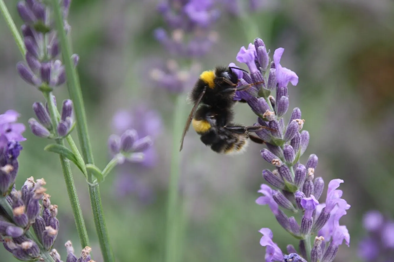 Bee on Lavender plant