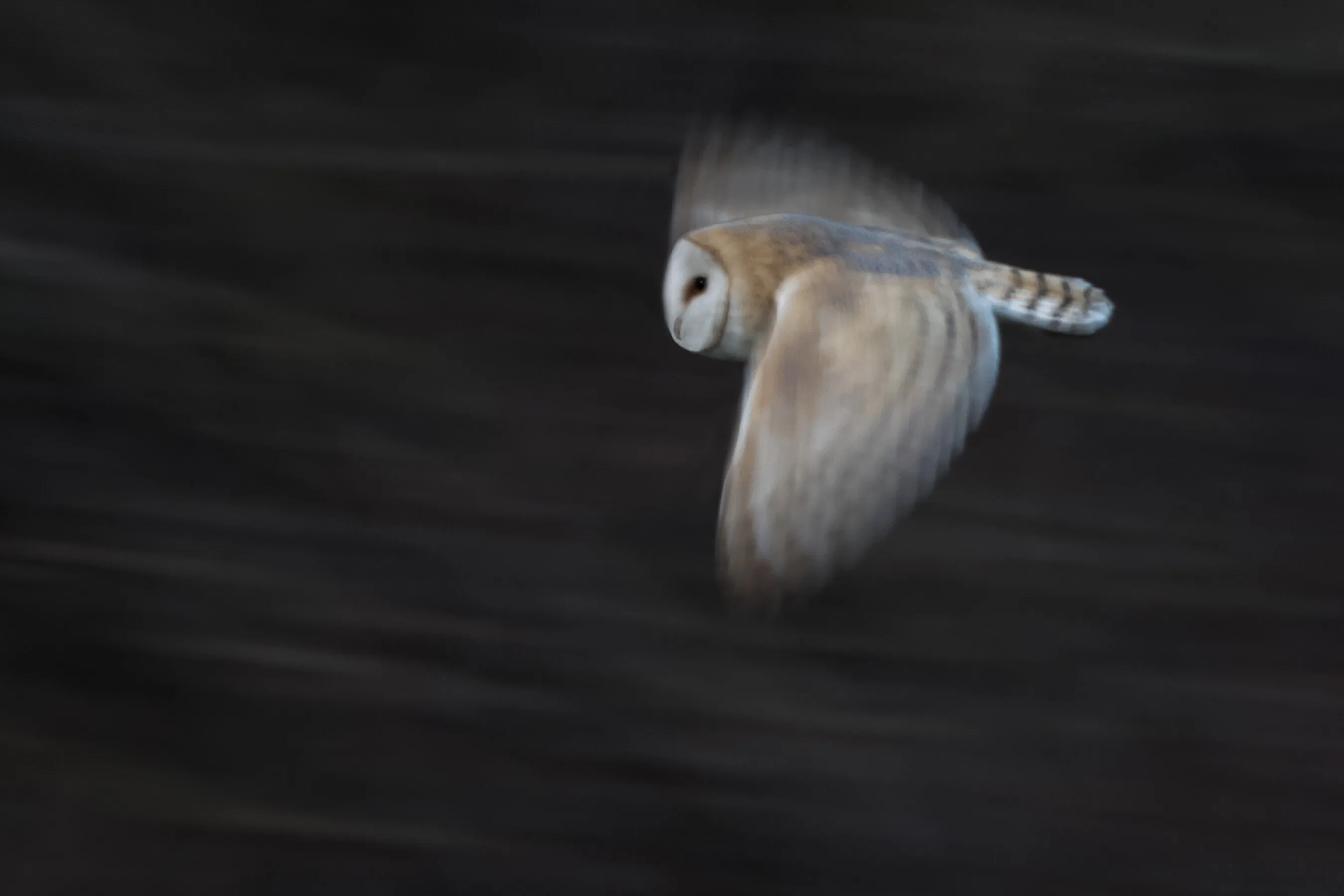 Barn Owl