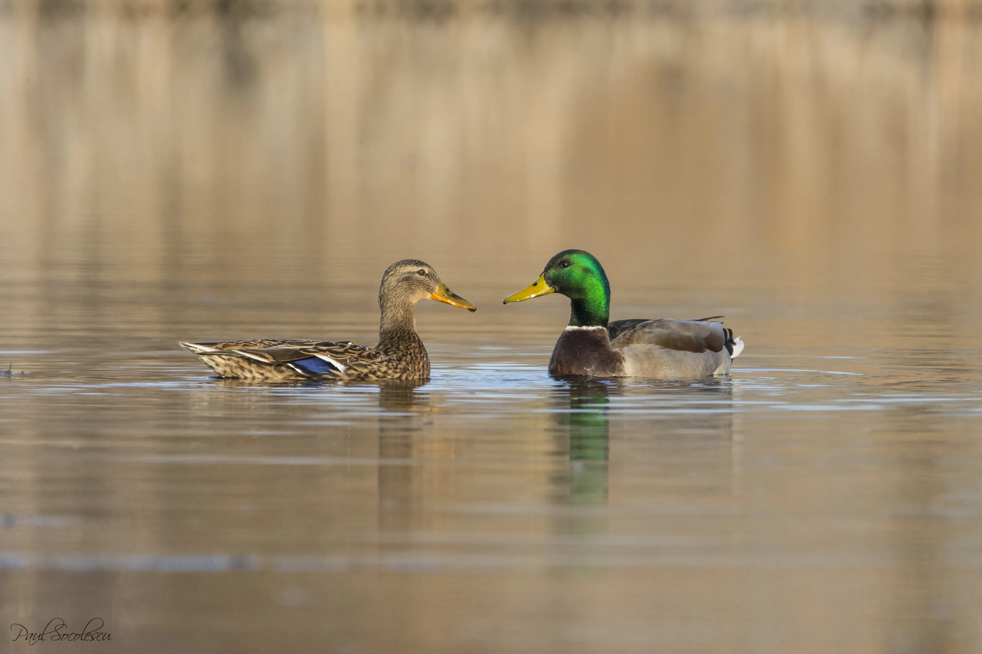 Love is in the ...water
