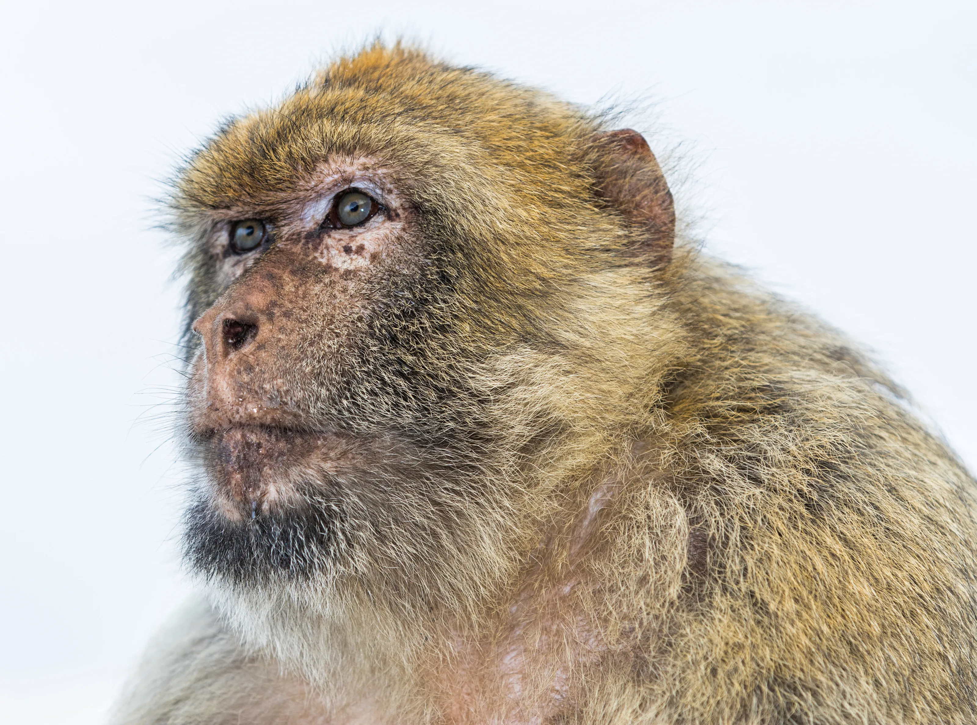 Male Barbary Macaque monkey in Gibraltar