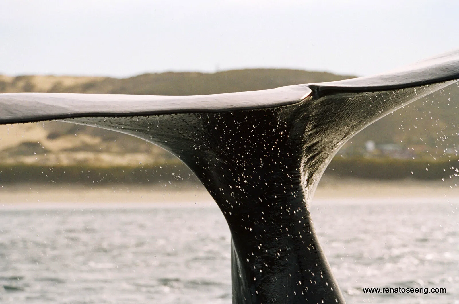 Whales