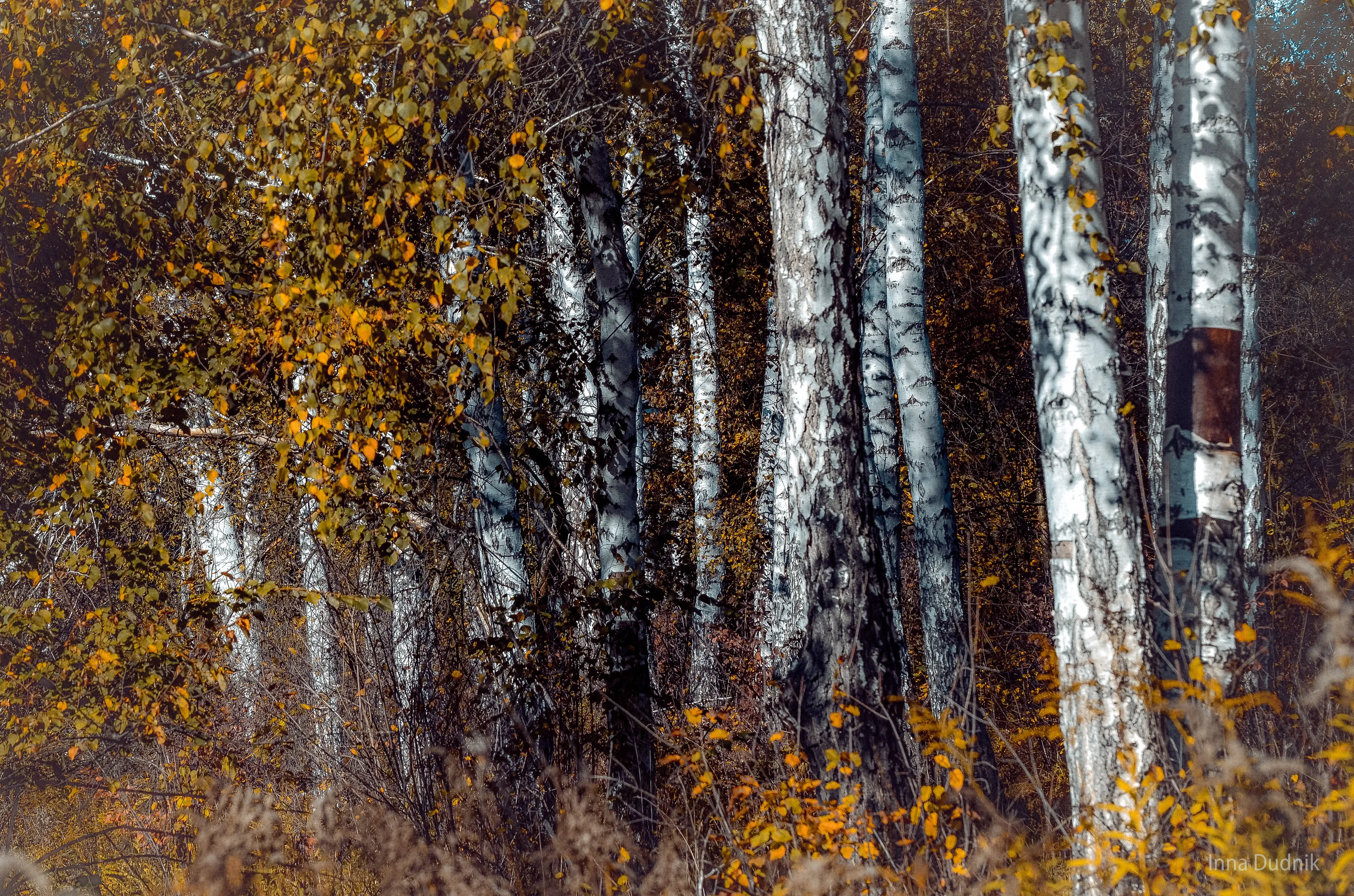 Autumn morning