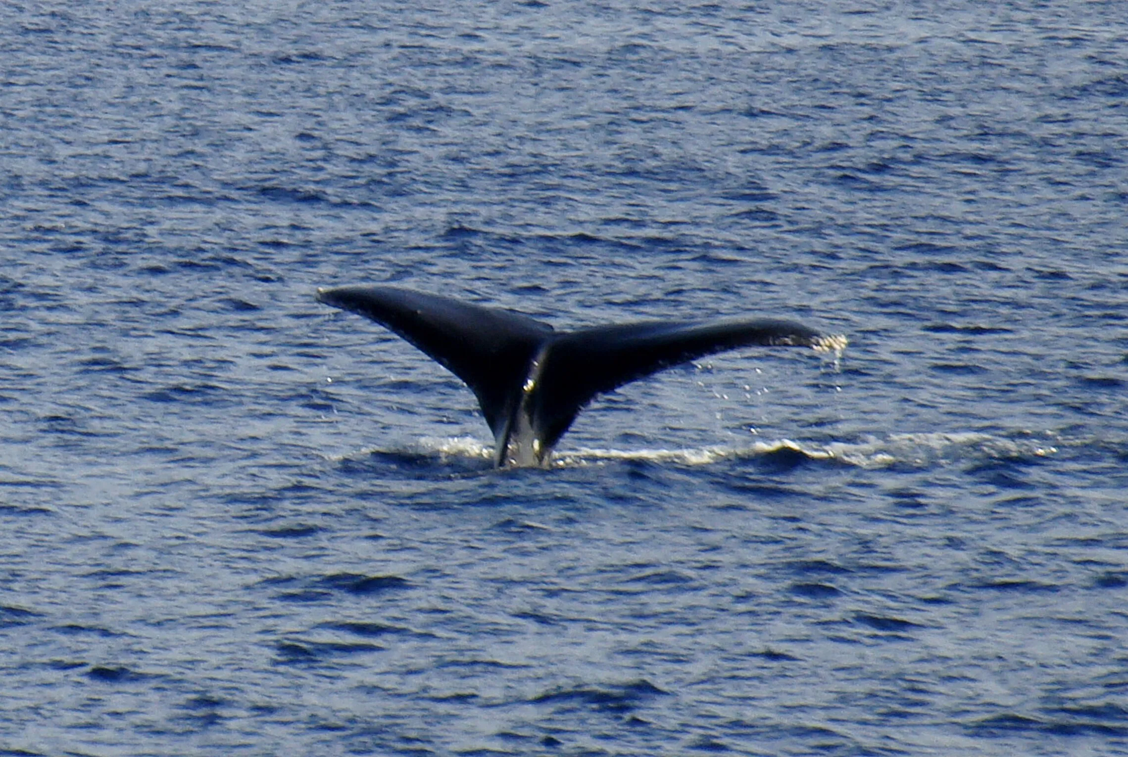 The tail of the whale