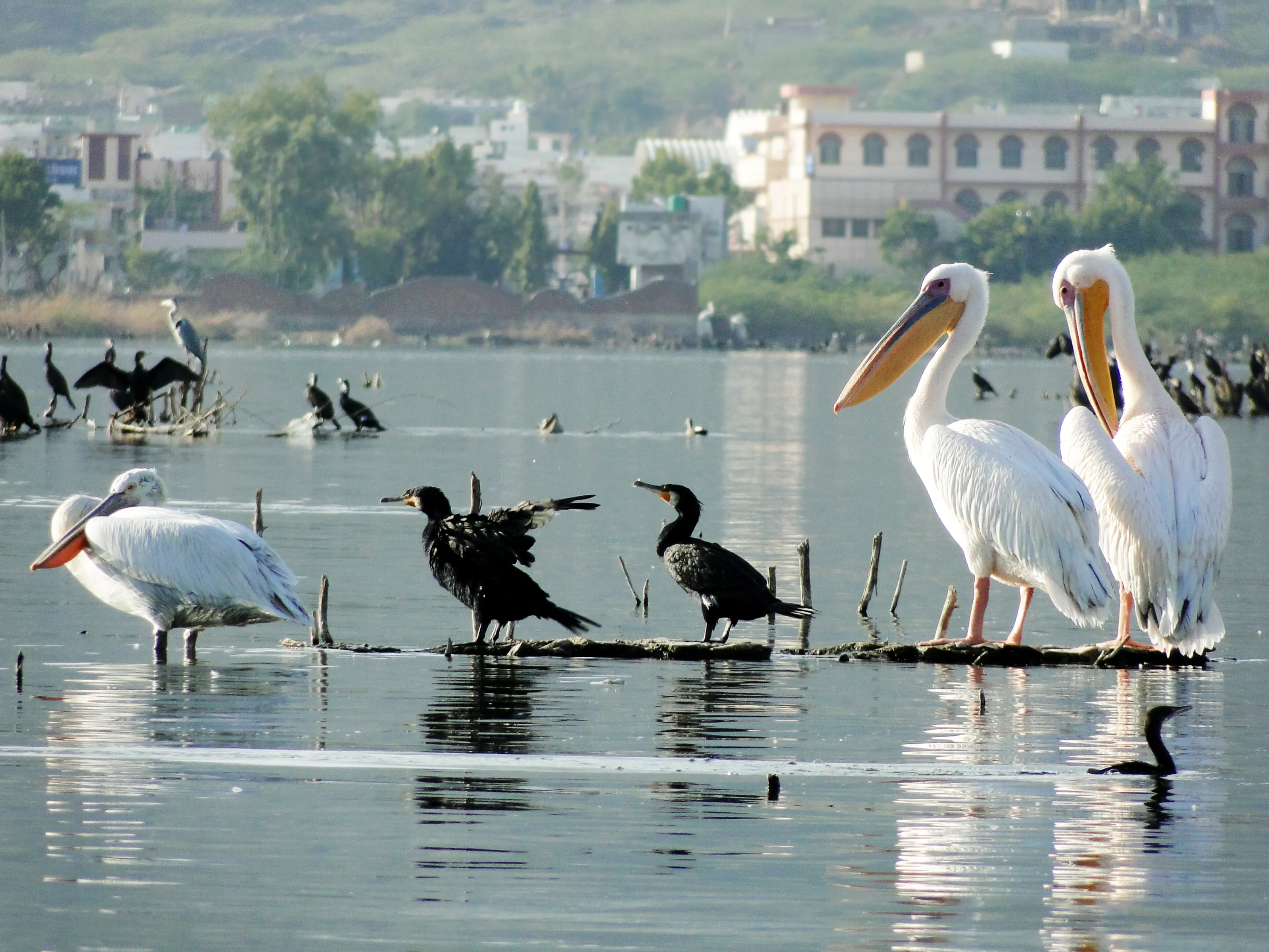 Pelicans and Cormotants
