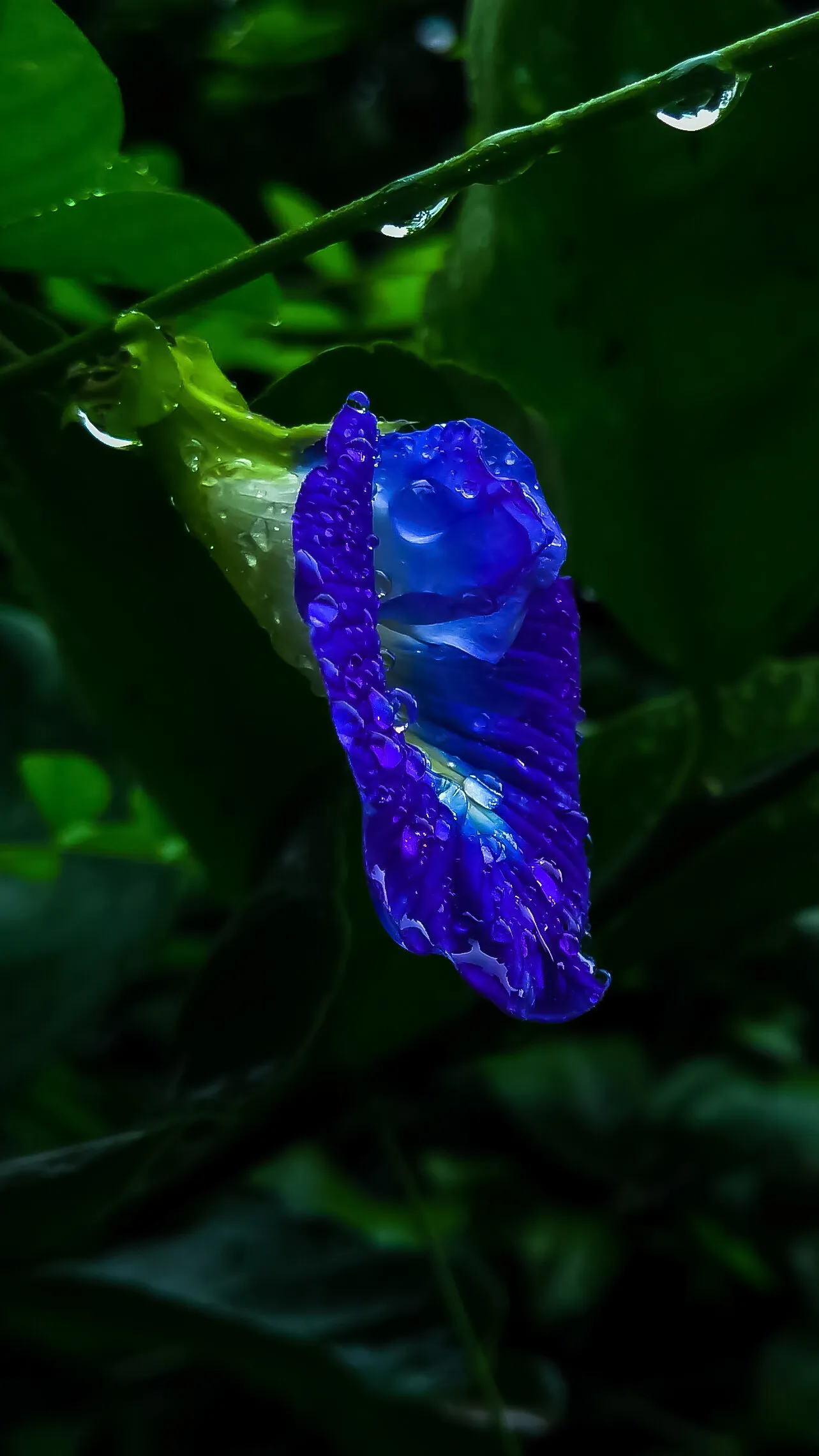 Clitoria ternatea(Aparajita)