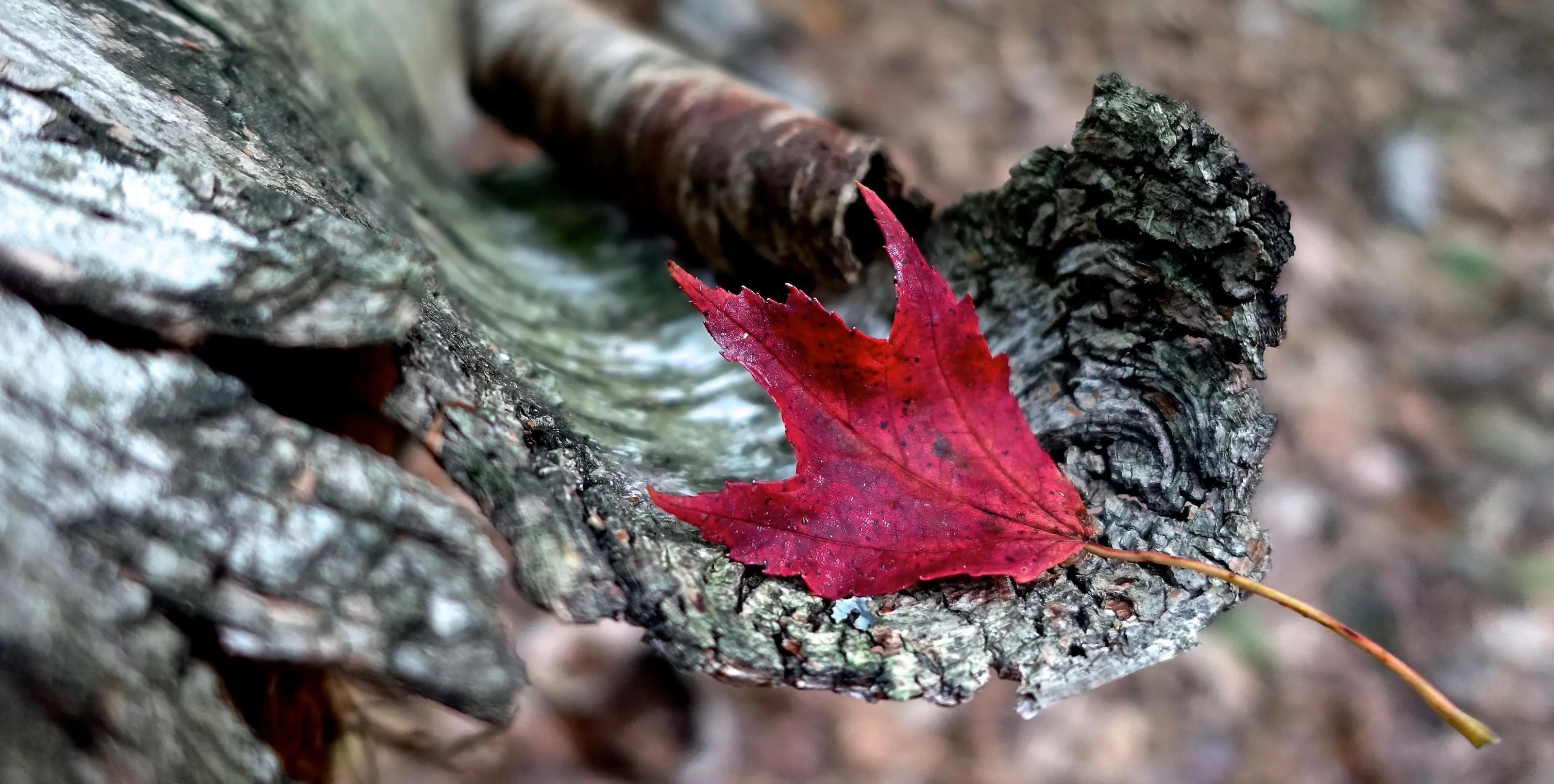 Red Simplicity