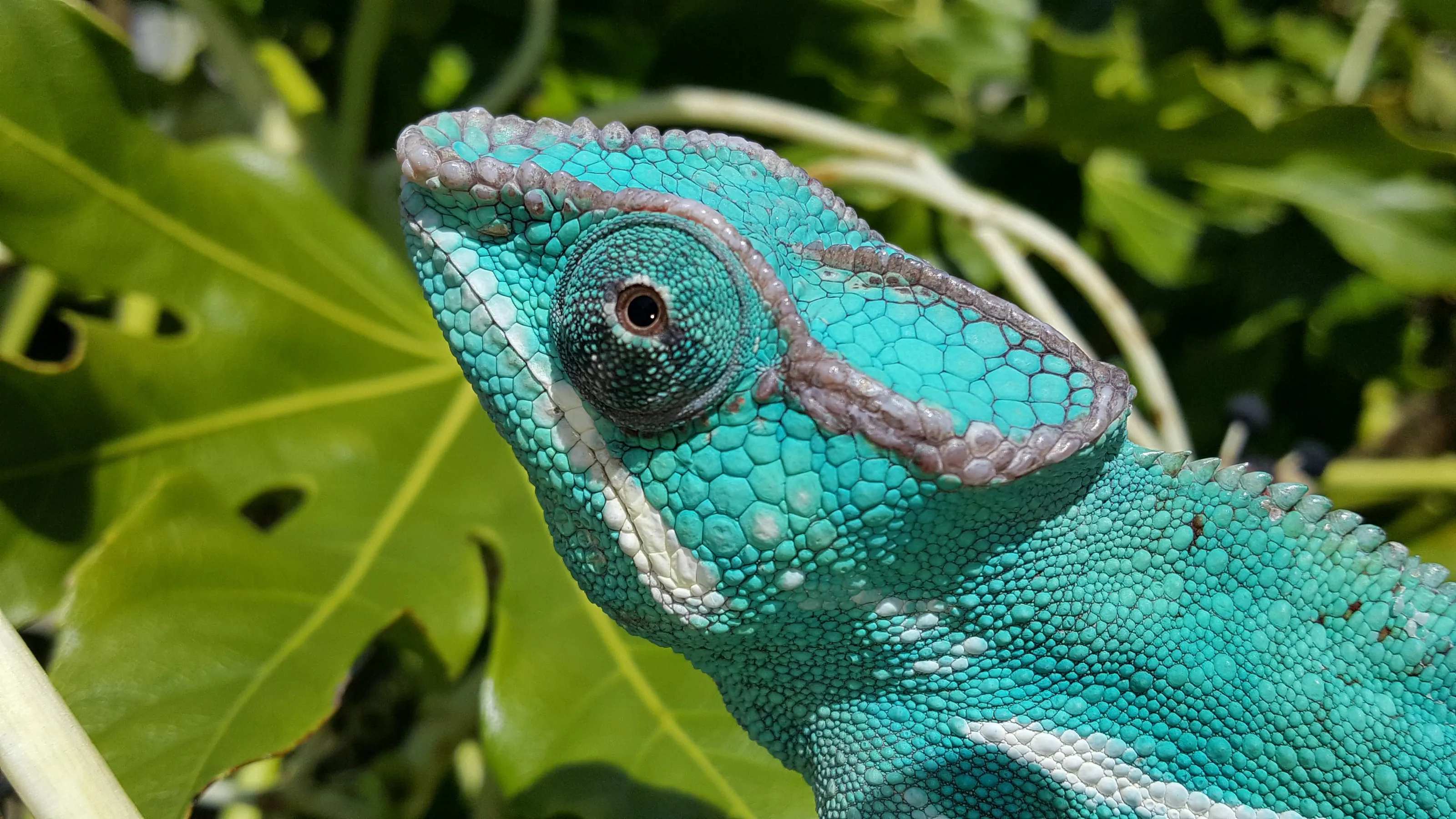 Chameleon