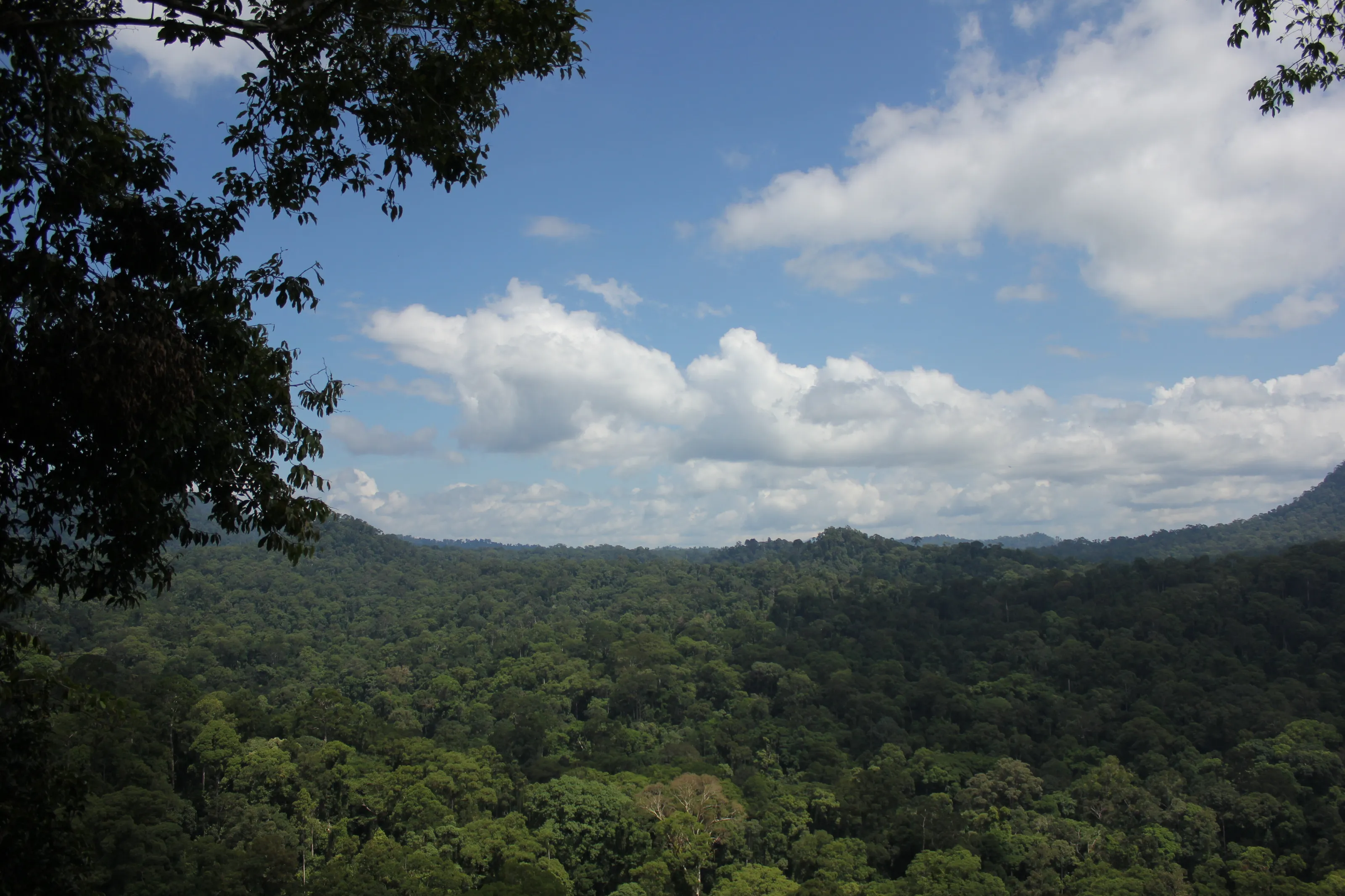 A needed break from the palm oil
