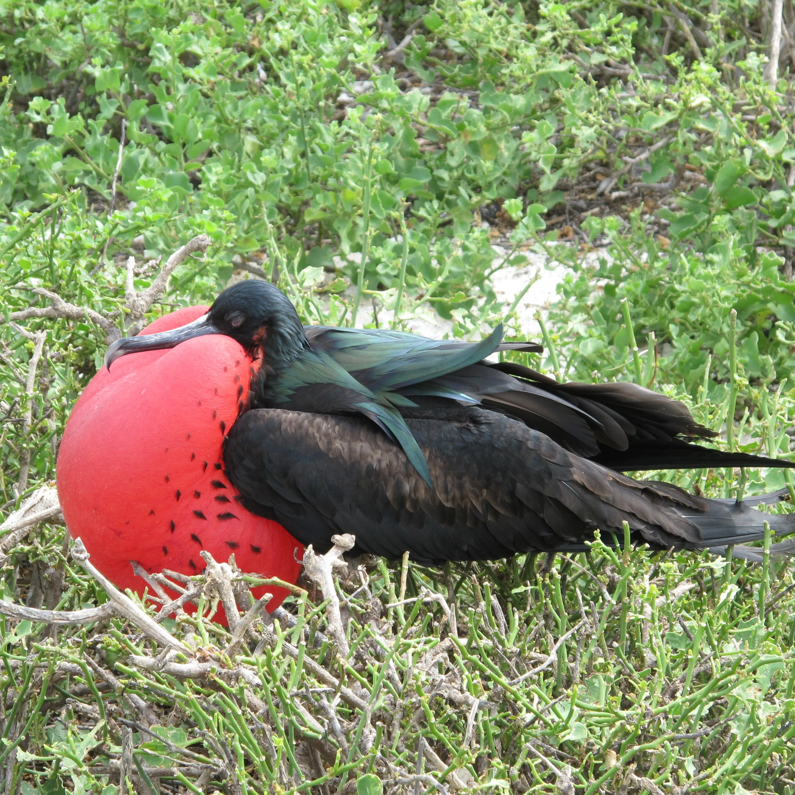 Male Frigate Bird in the Galapagos in search of a Mate