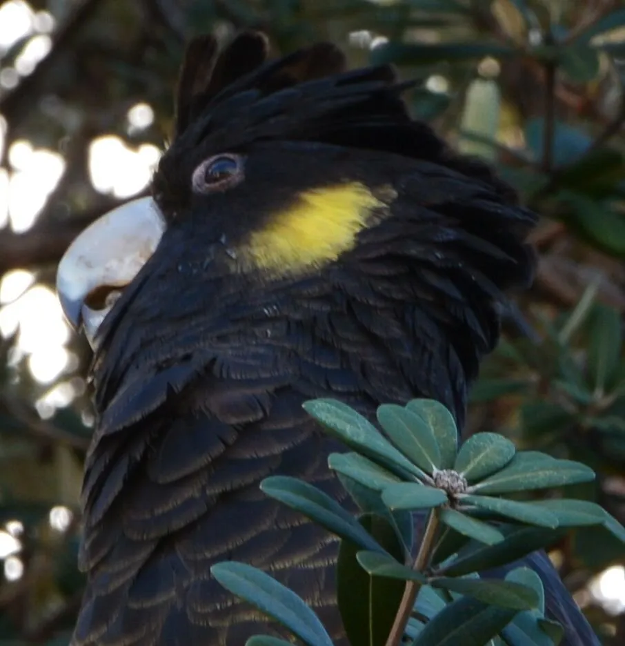 Black Cockatoo
