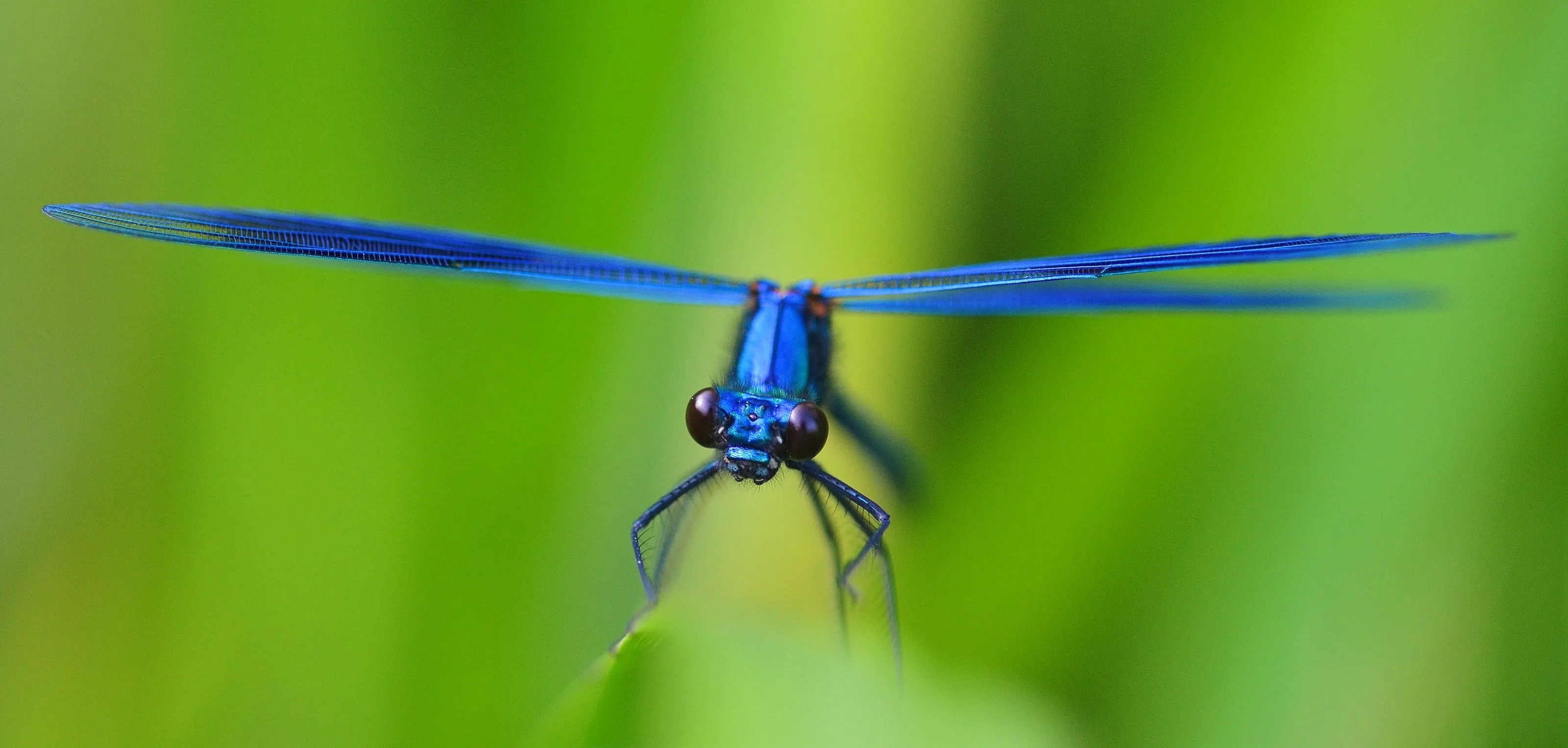 Male Banded Demoiselle