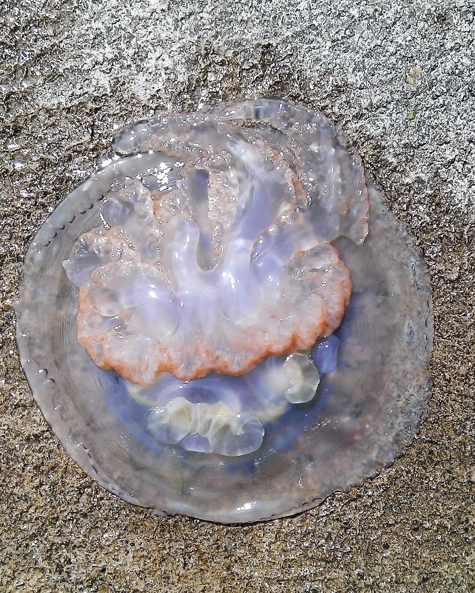 Barrel Jellyfish
