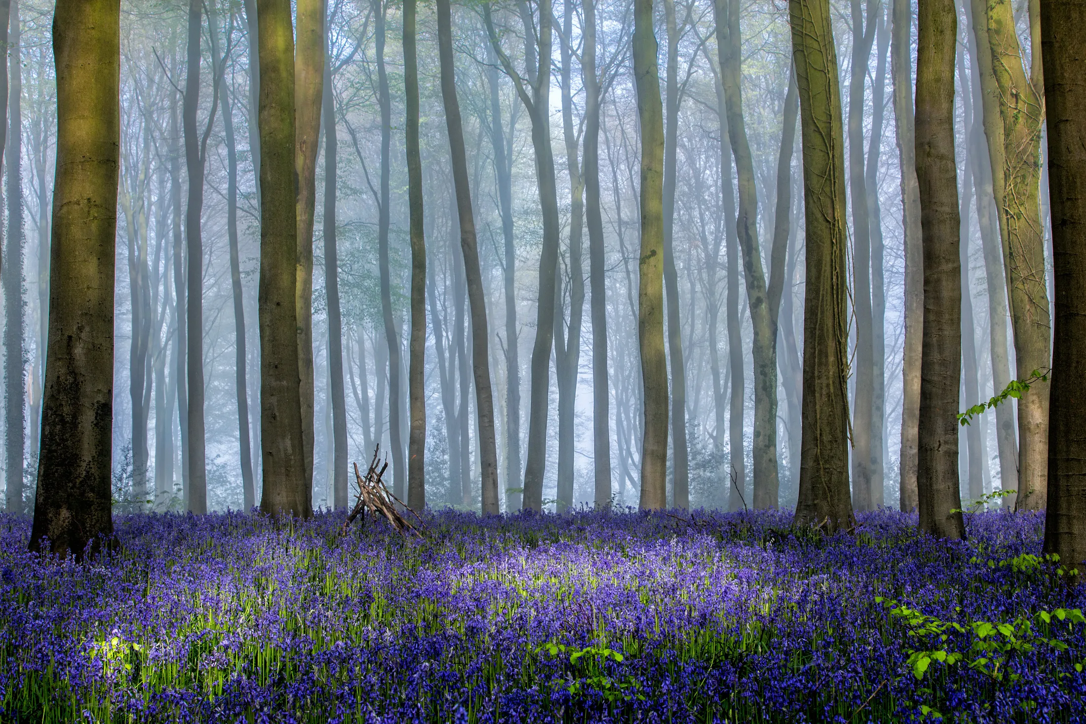 Bluebell Wood Morning