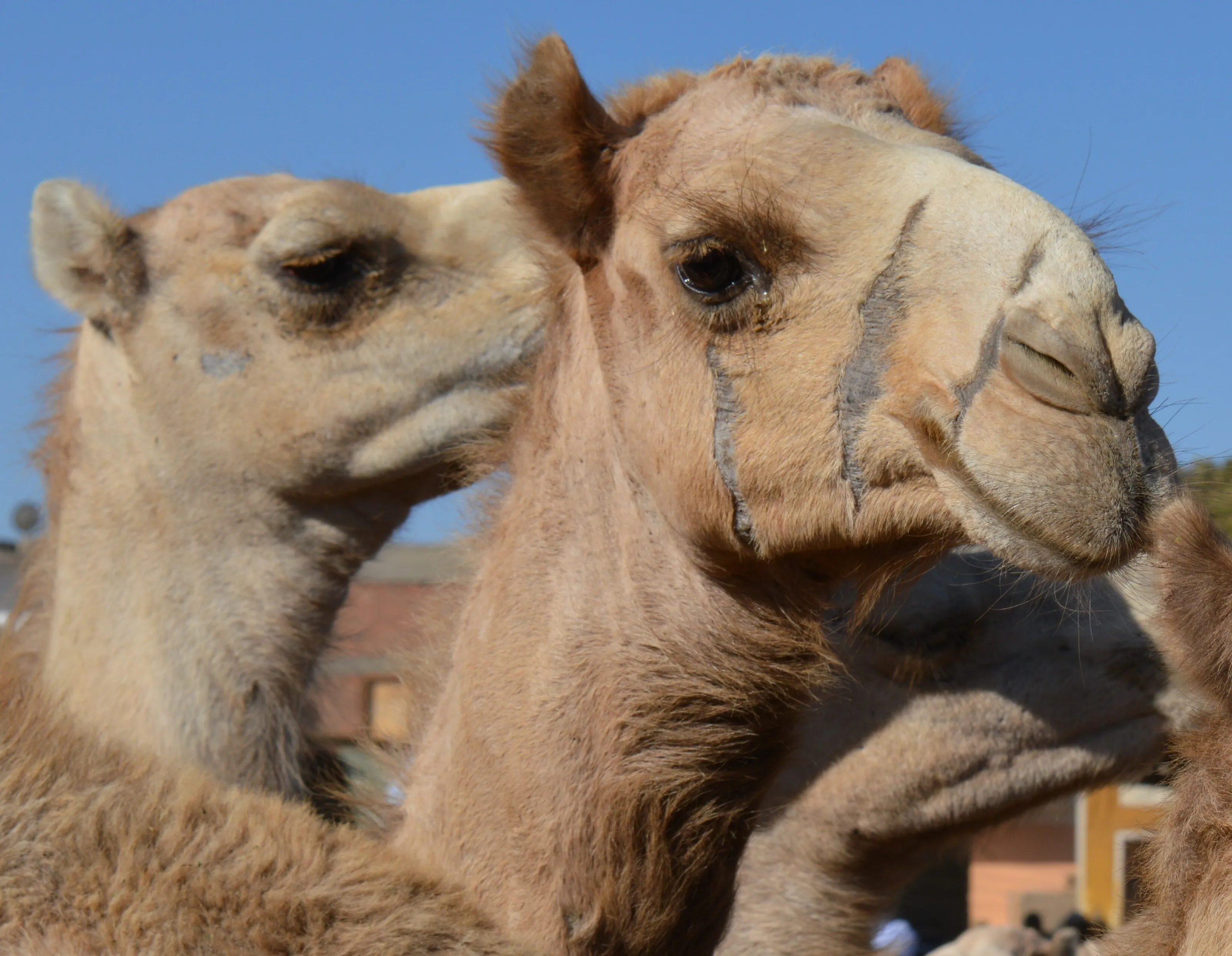 Scarred Camel