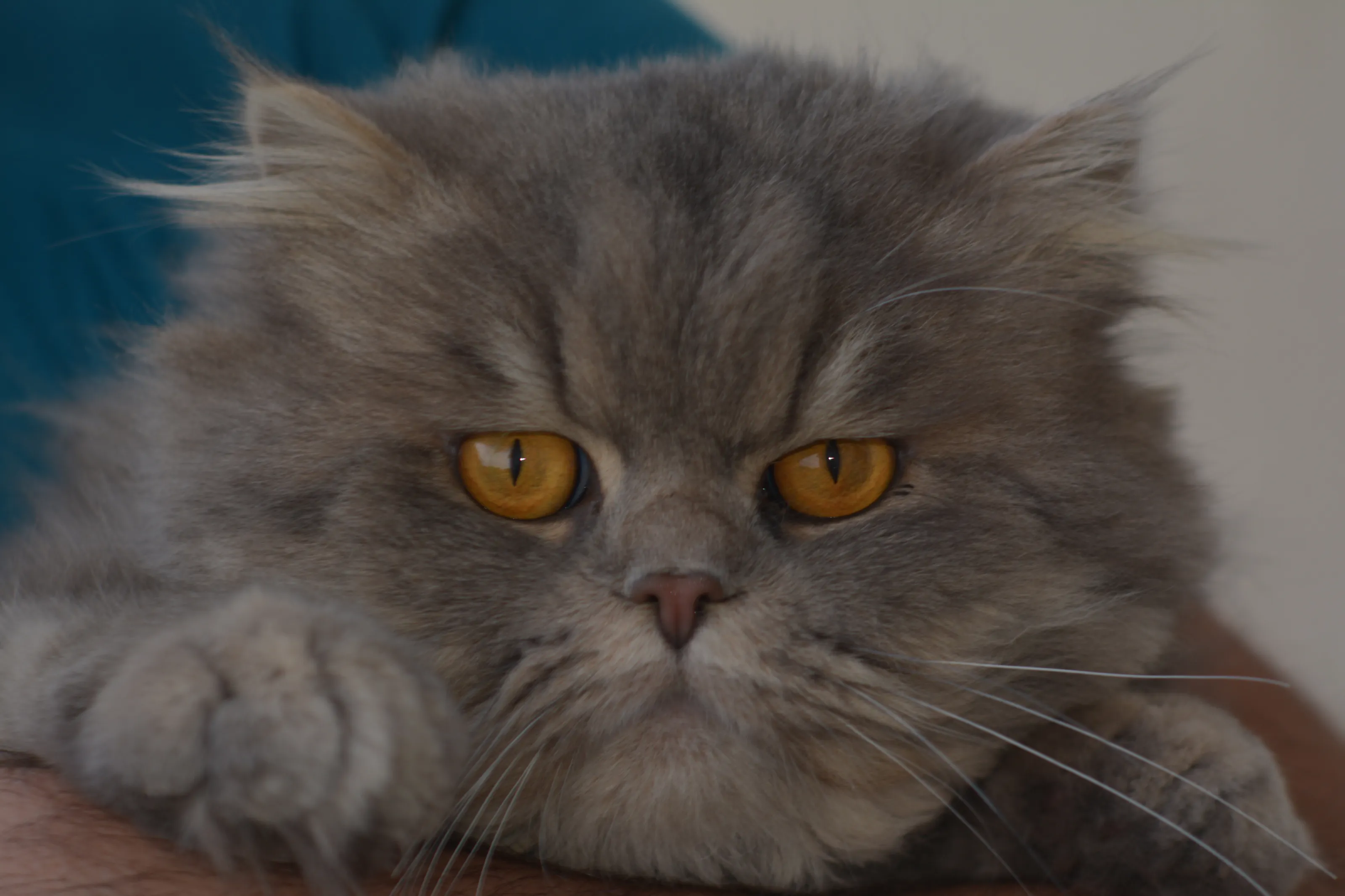 Cats eyes
