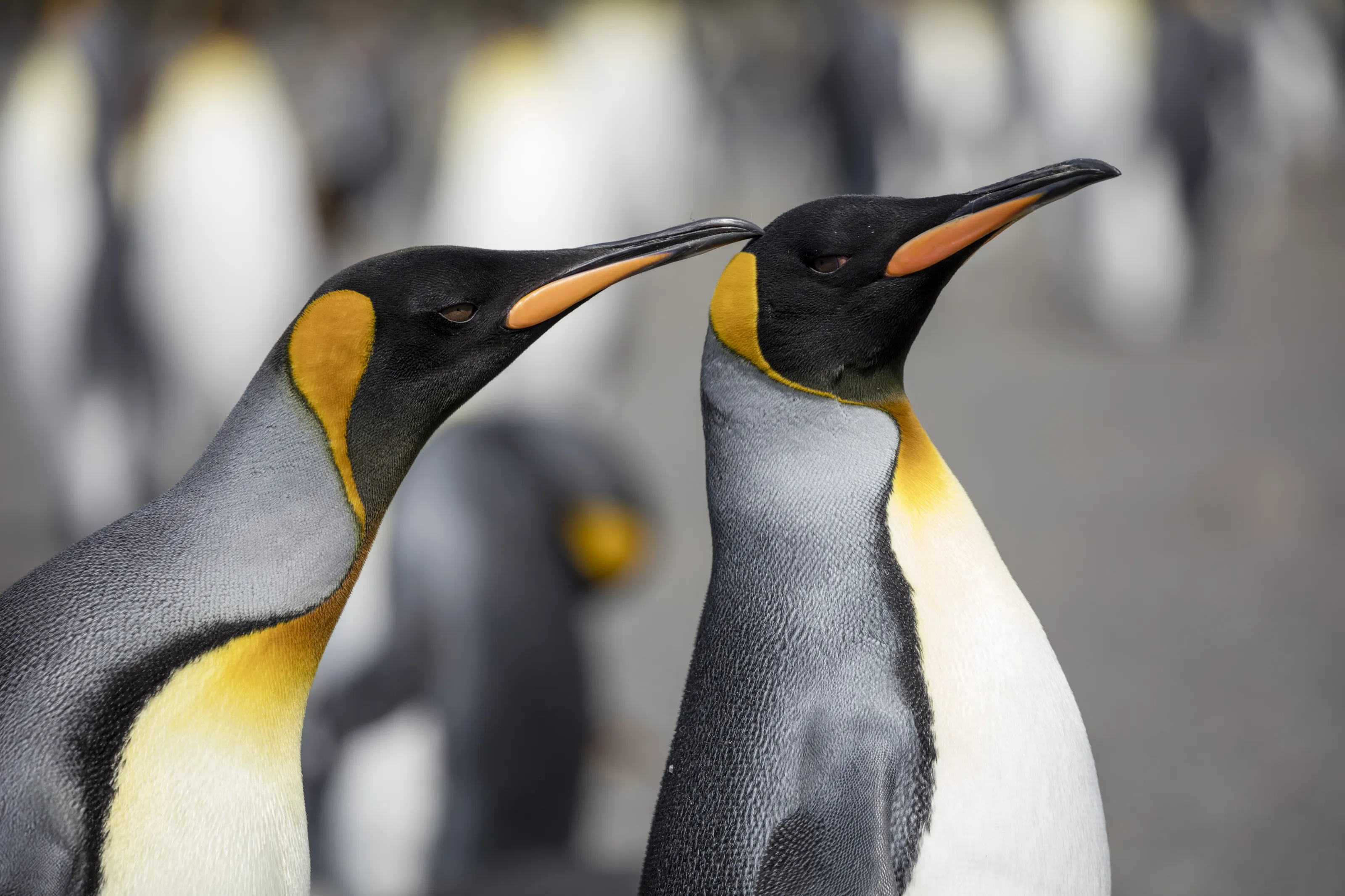 Courting Kings on South Georgia