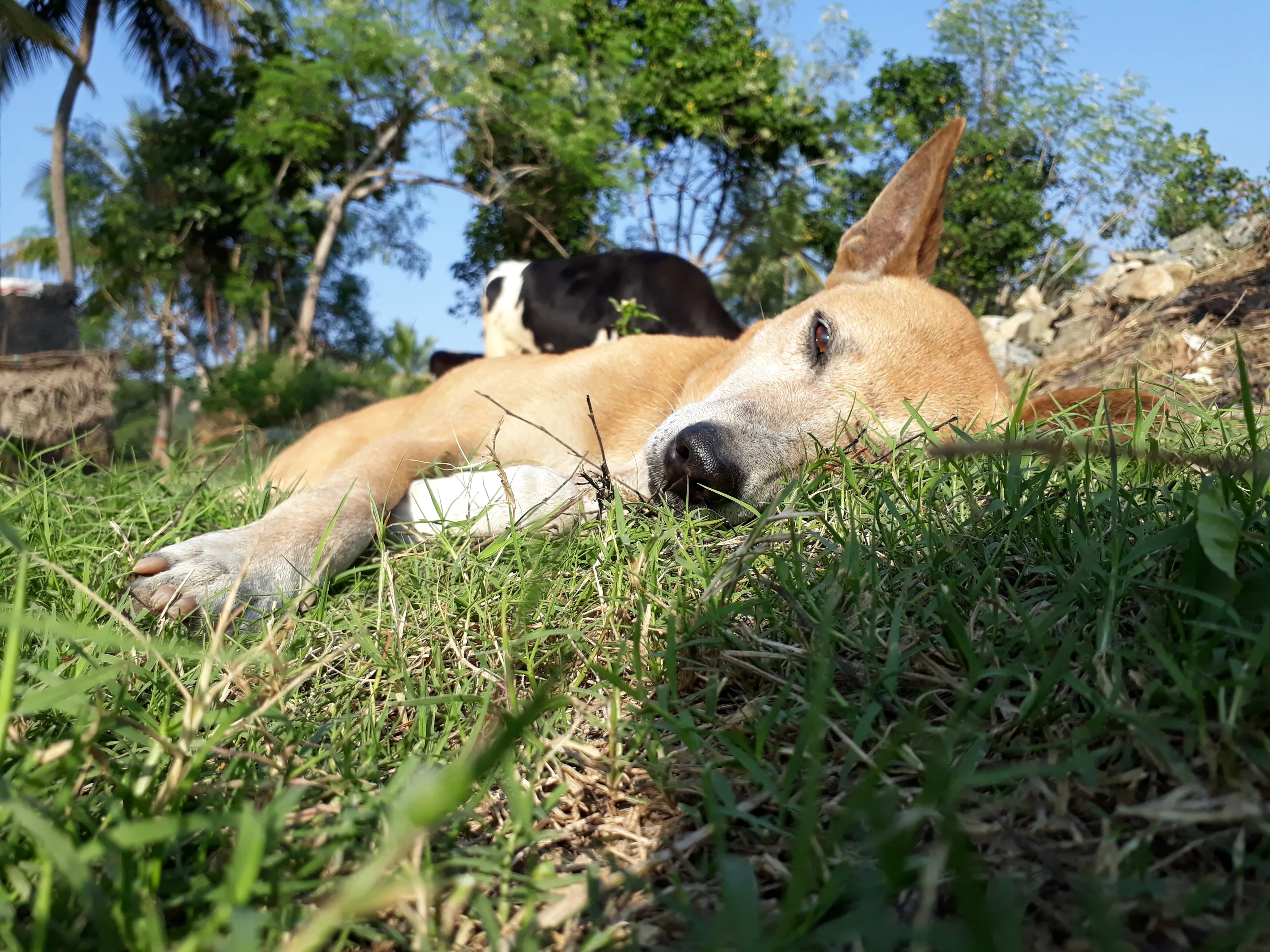 Nature and wild life Dog sleeping in grass land