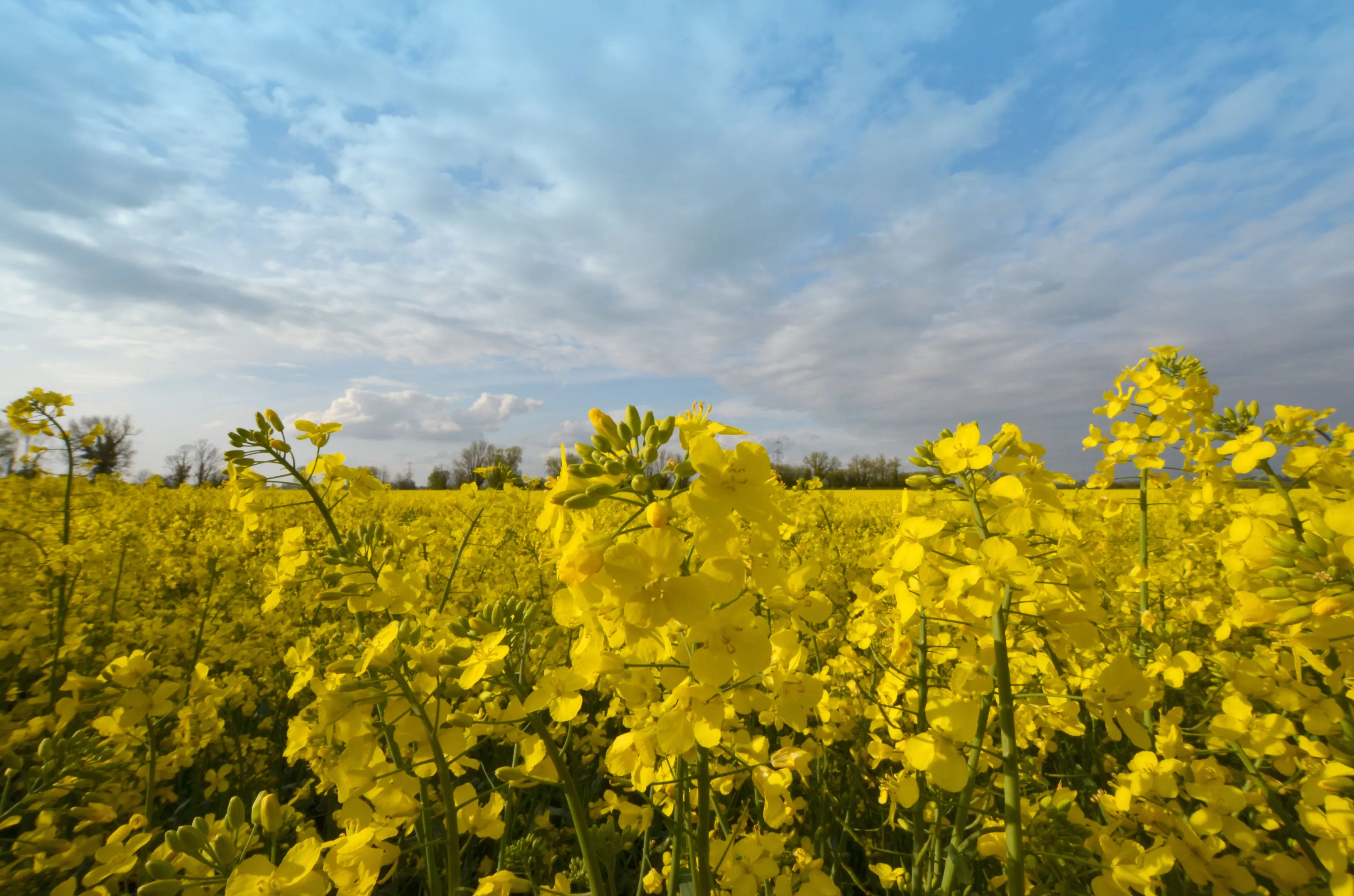 Rape Seed