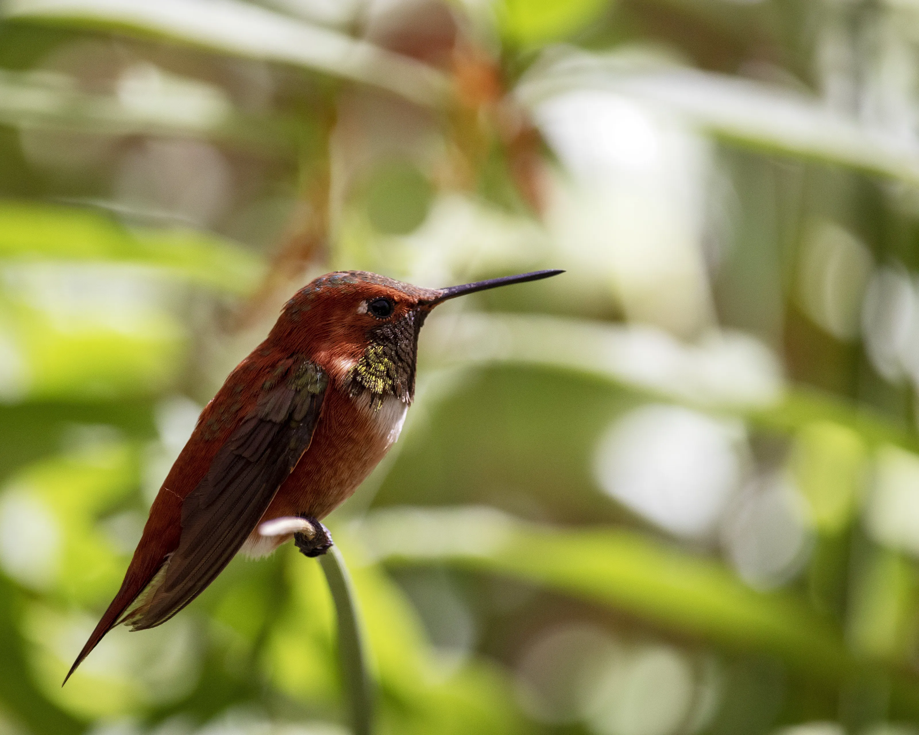 Rufous Hummingbird